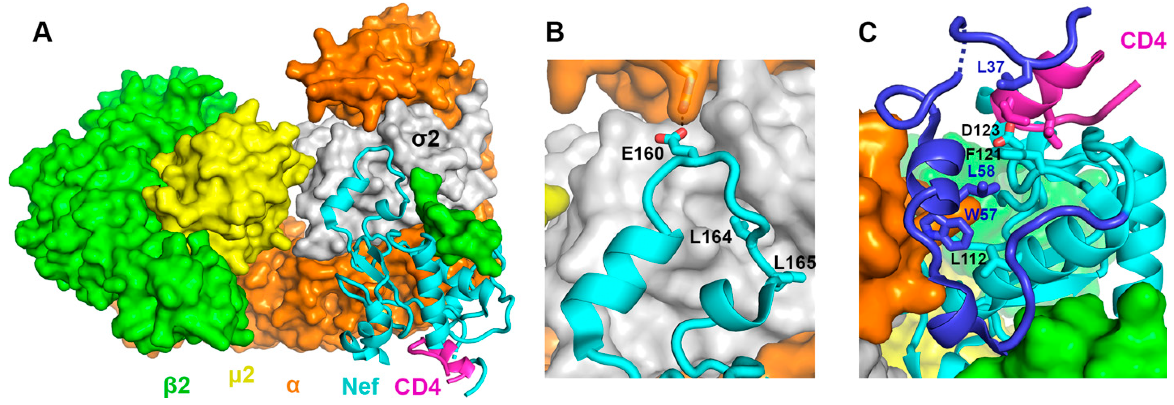 Viruses 18 00005 g001