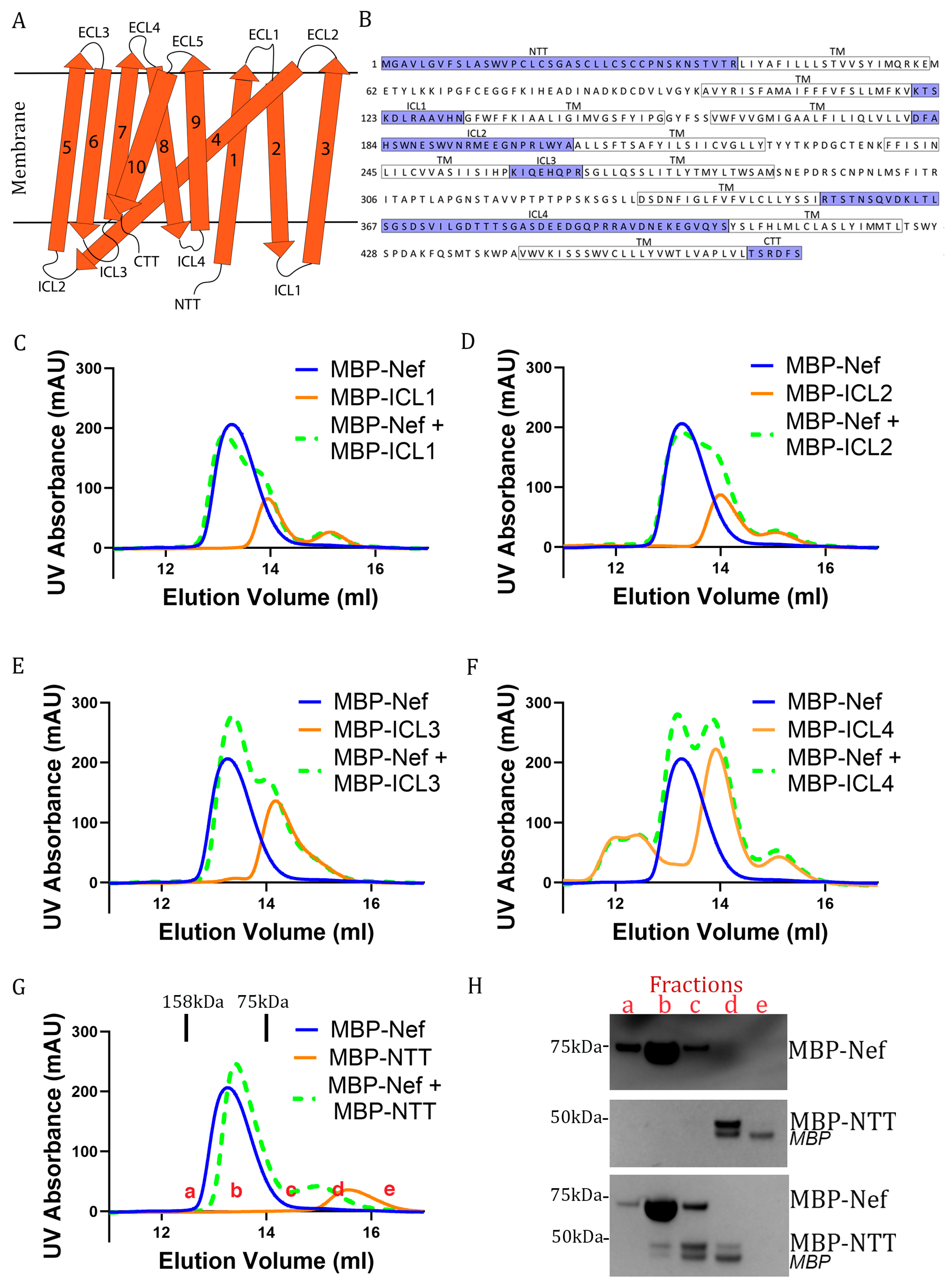 Viruses 18 00005 g002