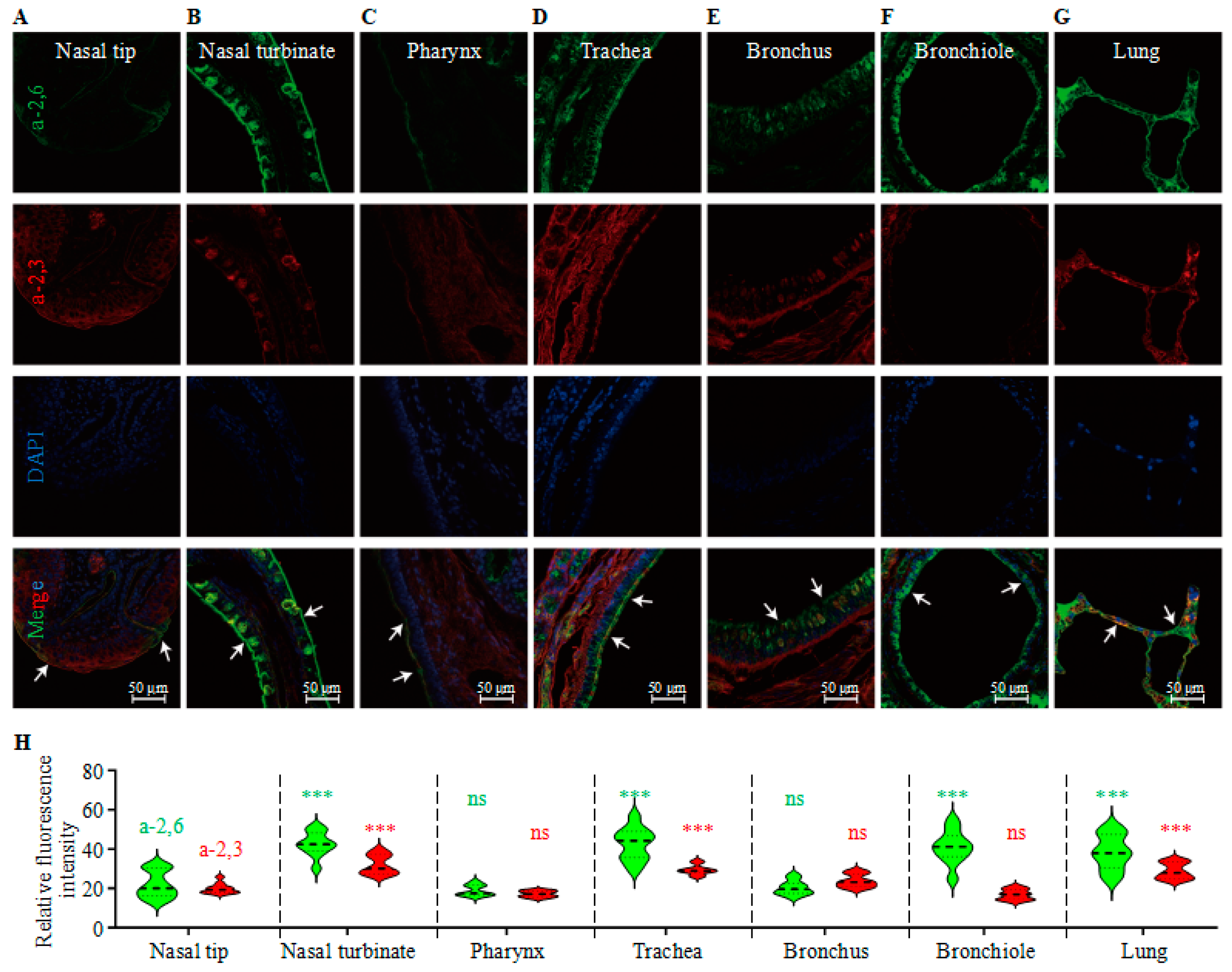 Viruses 18 00009 g001