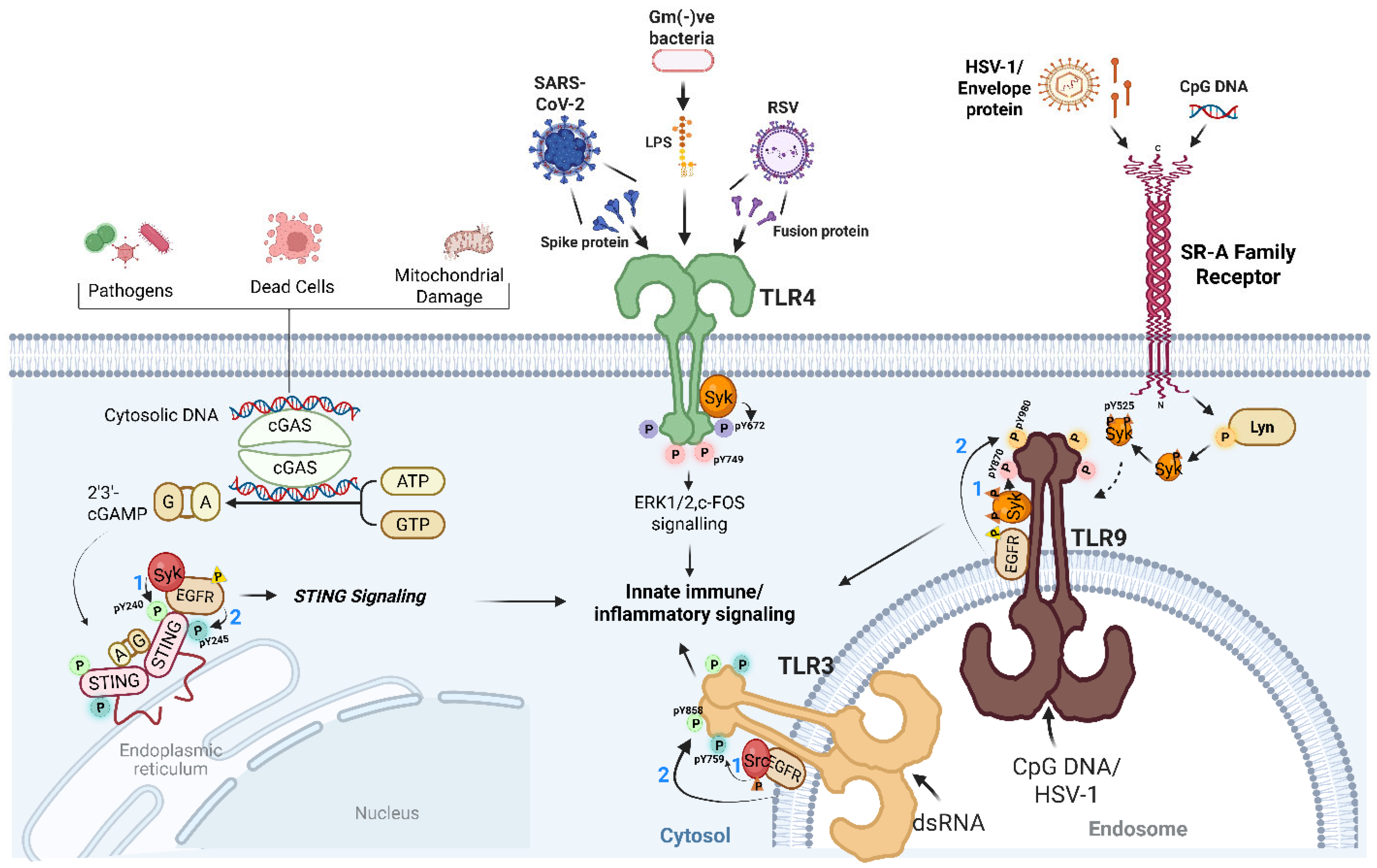 Viruses 18 00010 g001