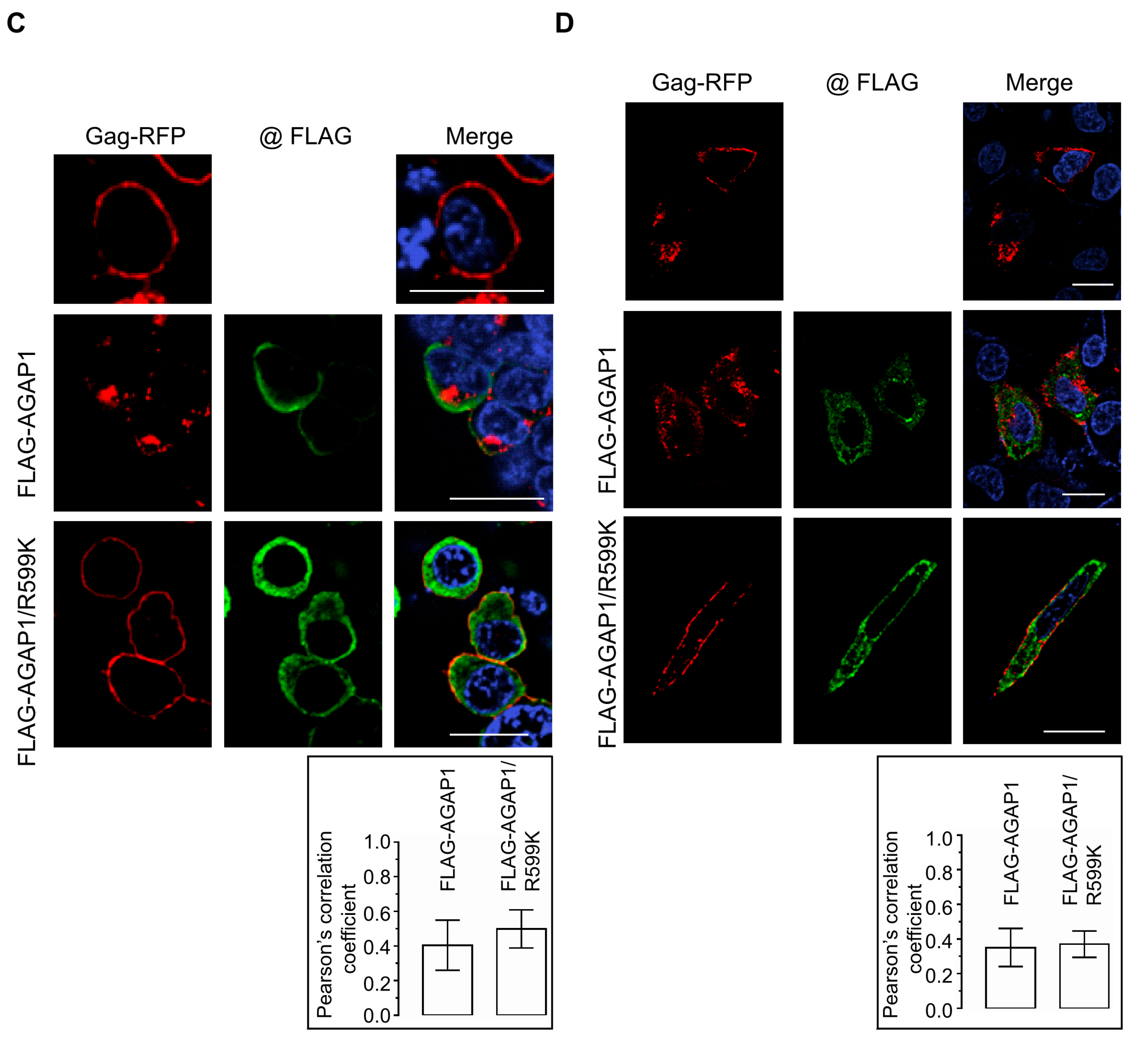 Viruses 18 00011 g003b
