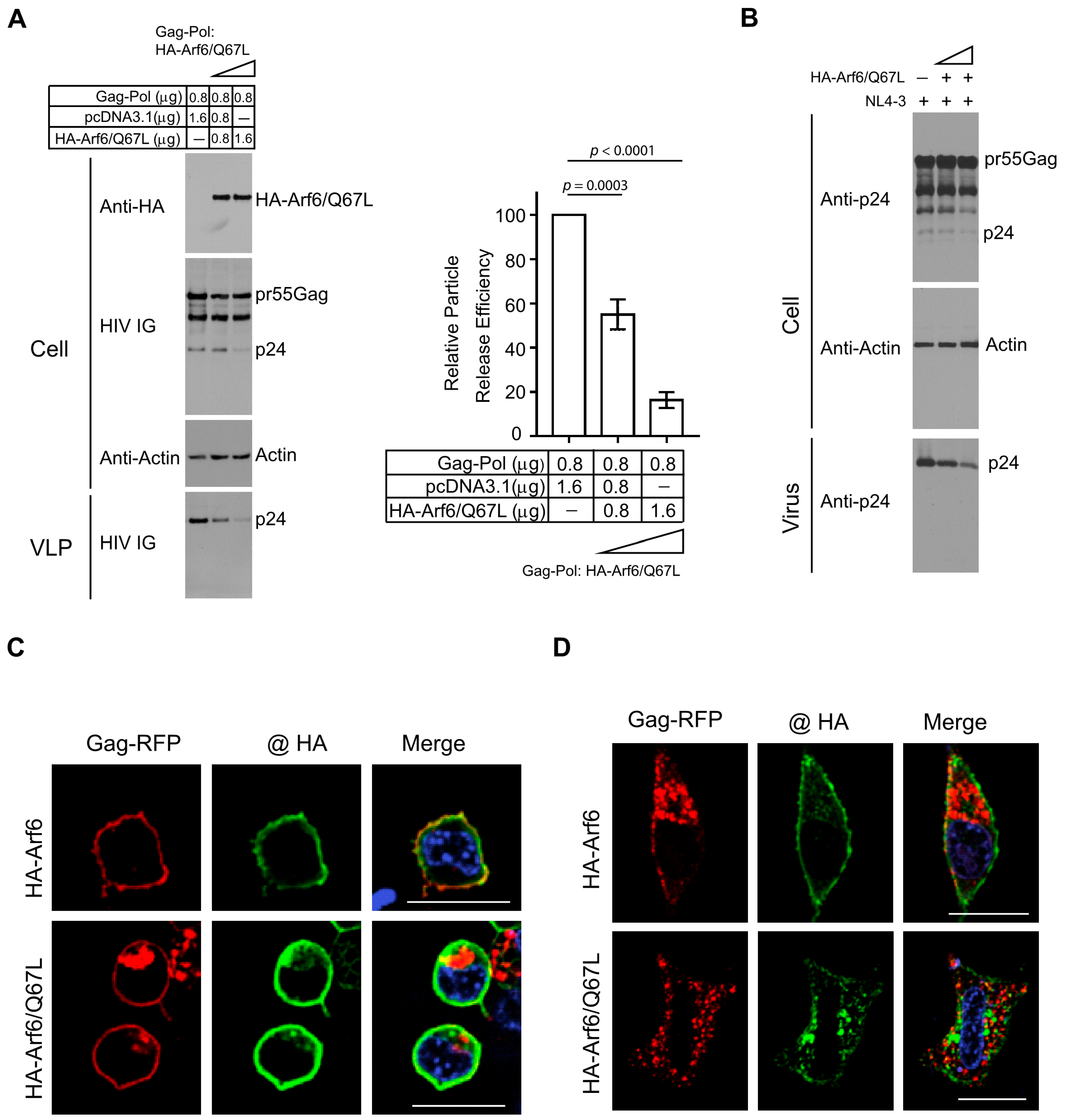 Viruses 18 00011 g004