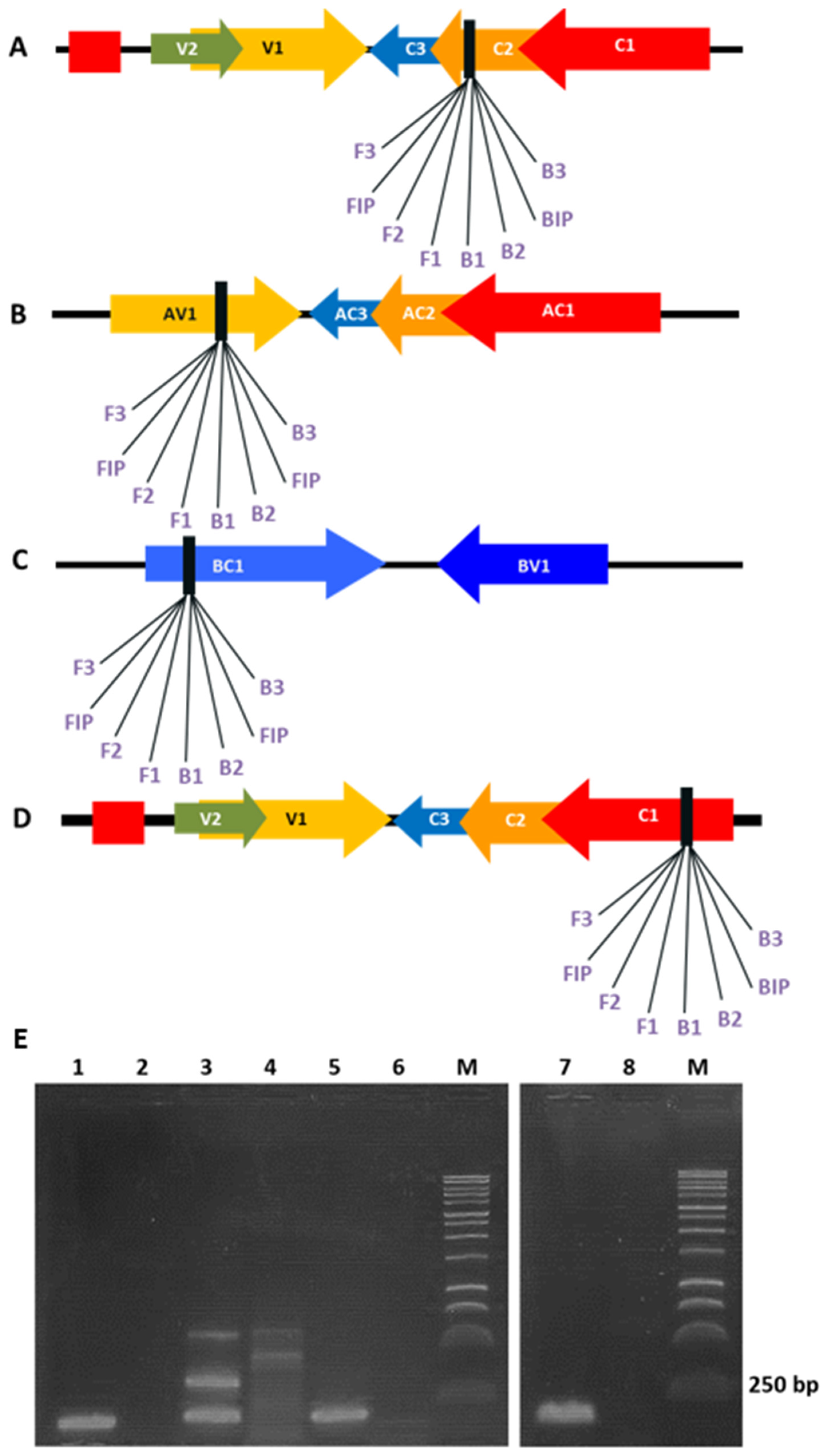 Viruses 18 00019 g001
