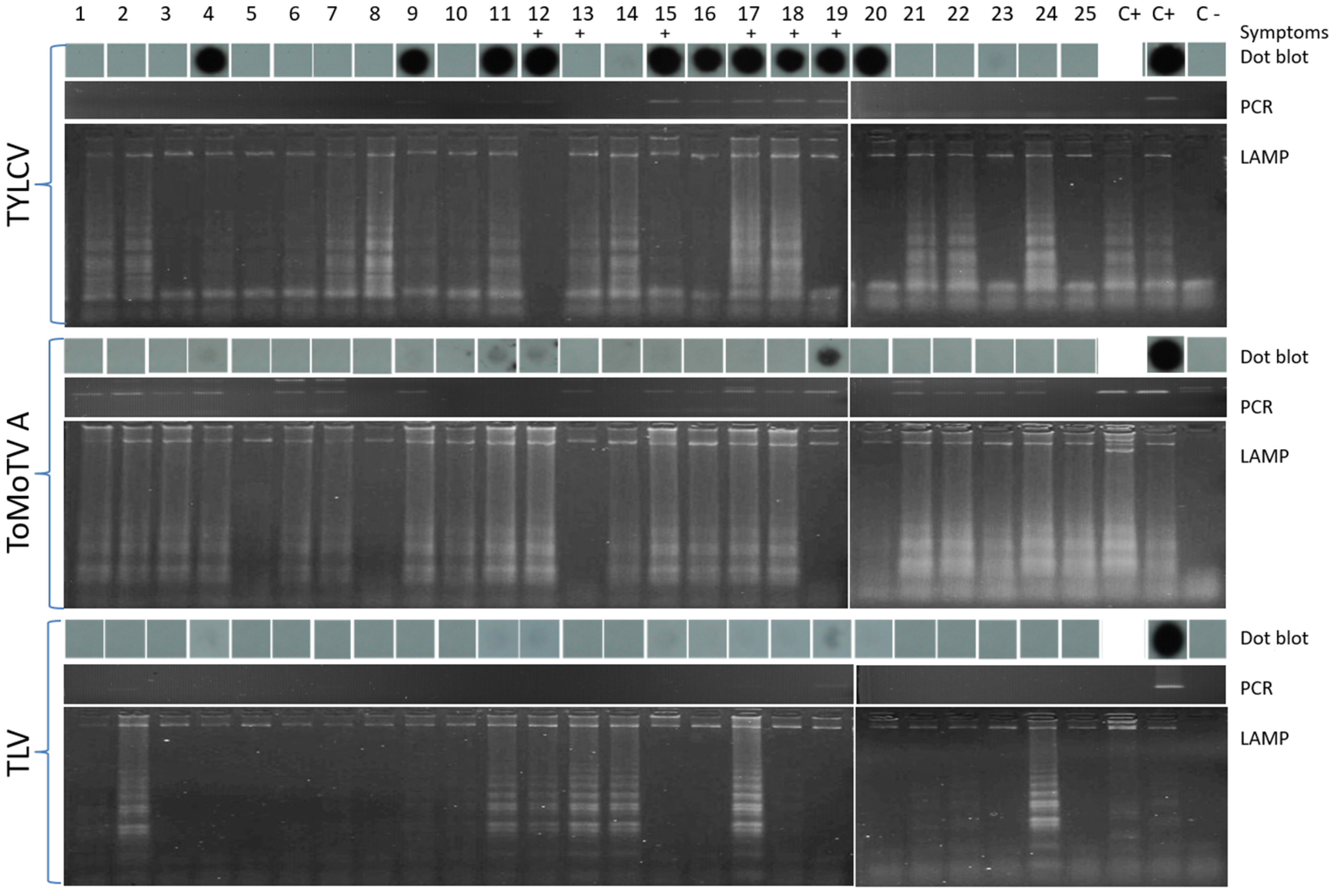 Viruses 18 00019 g005