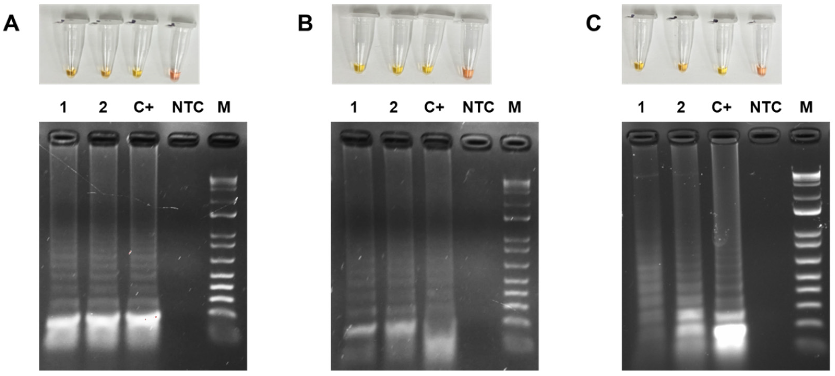 Viruses 18 00019 g006