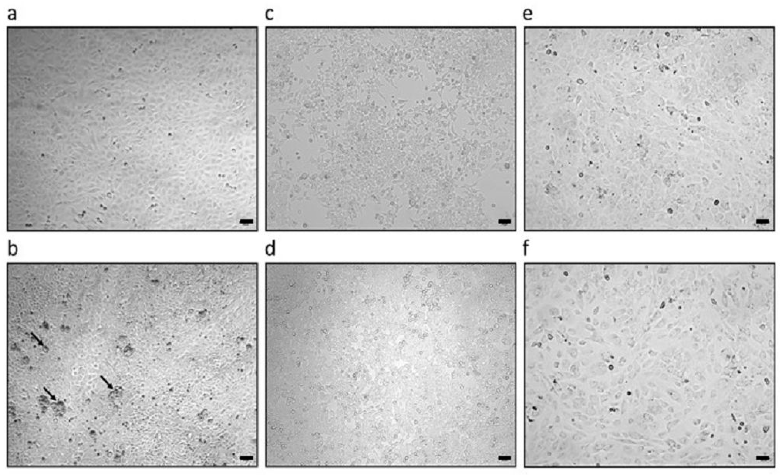 Viruses 18 00021 g002