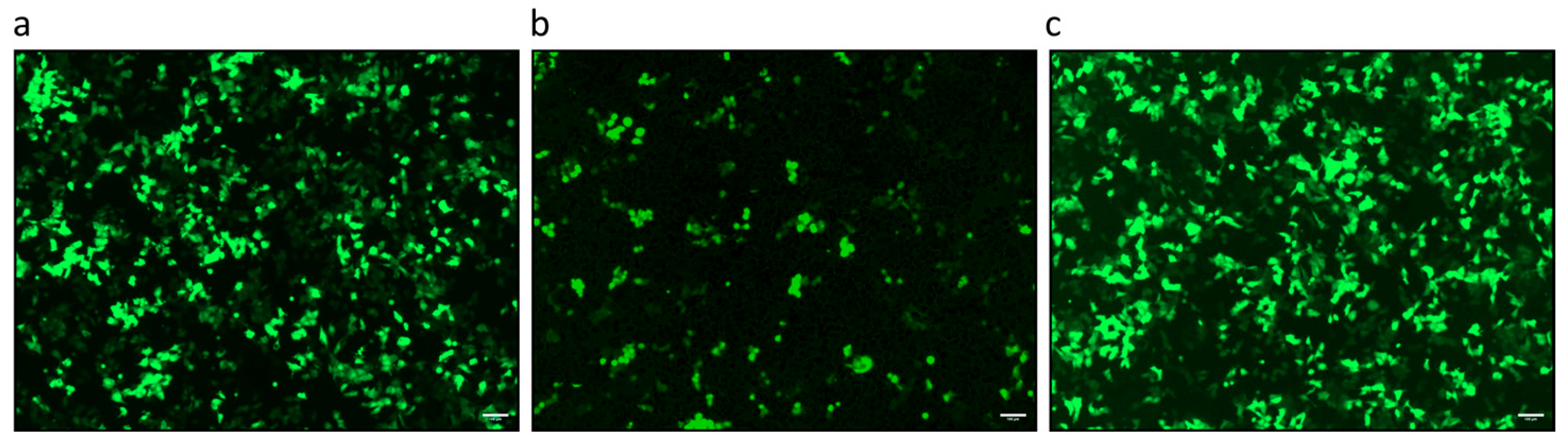 Viruses 18 00021 g003