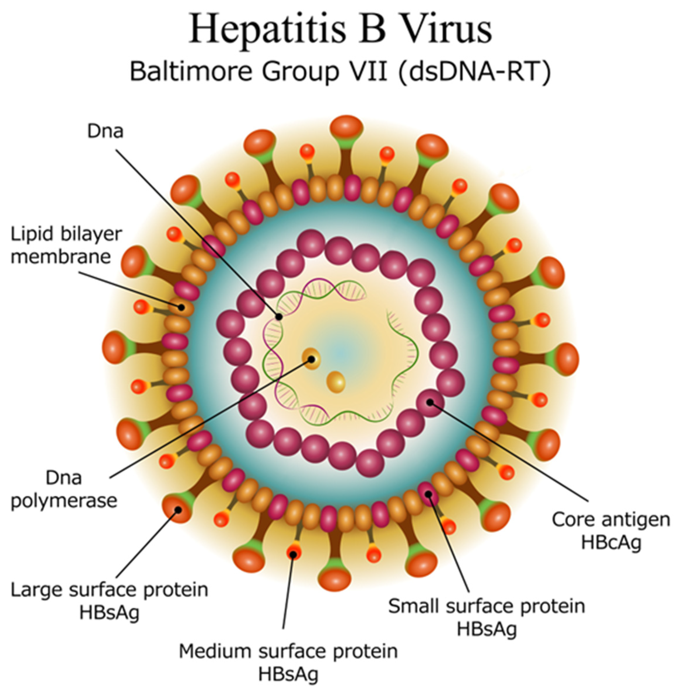 Viruses 18 00023 g001