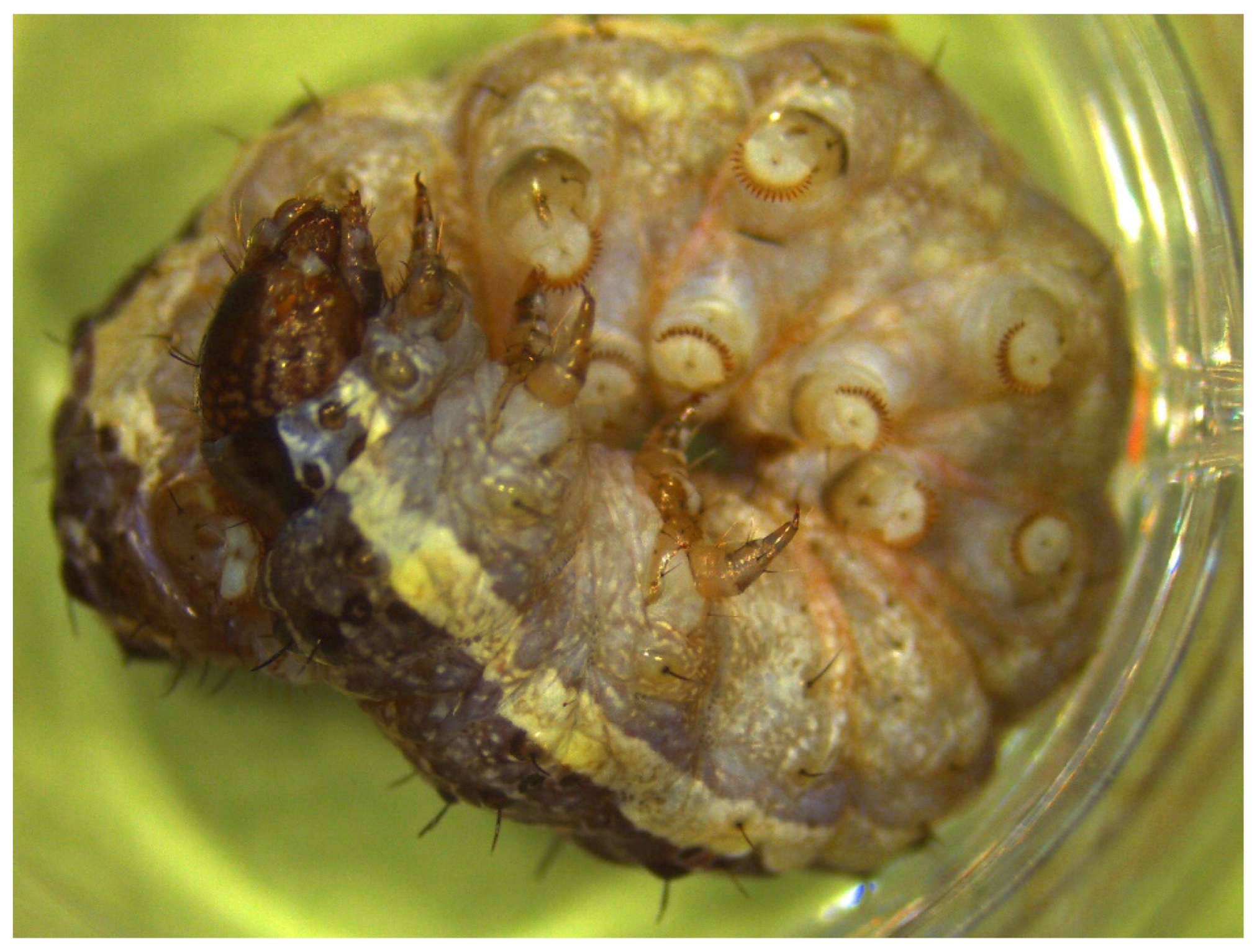 Viruses 18 00031 g001