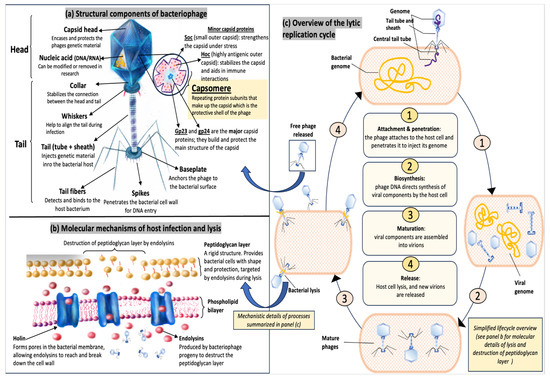 The Forgotten History of Bacteriophages in Bulgaria: An Overview and ...