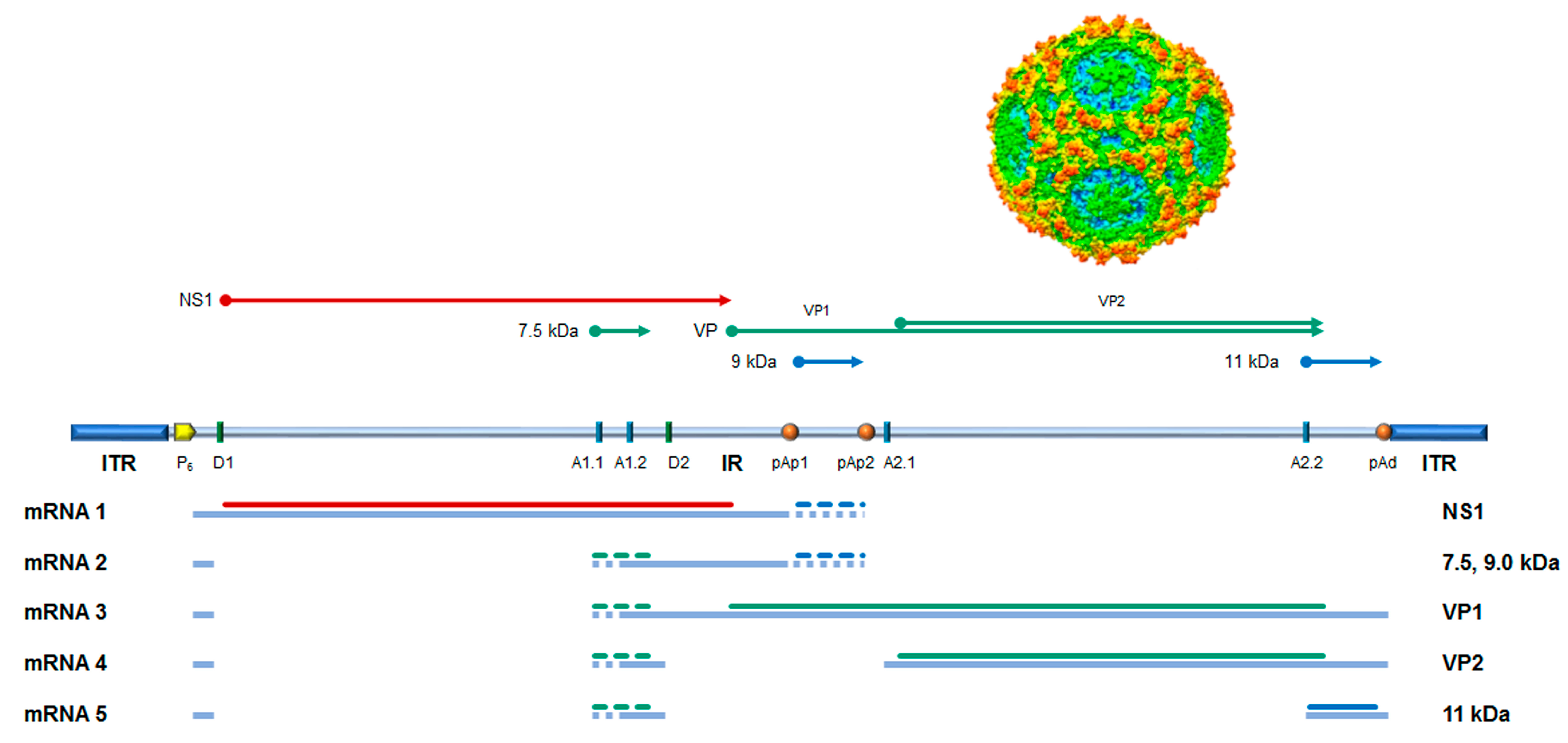 Viruses 18 00039 g001 Viruses 18 00039 g001
