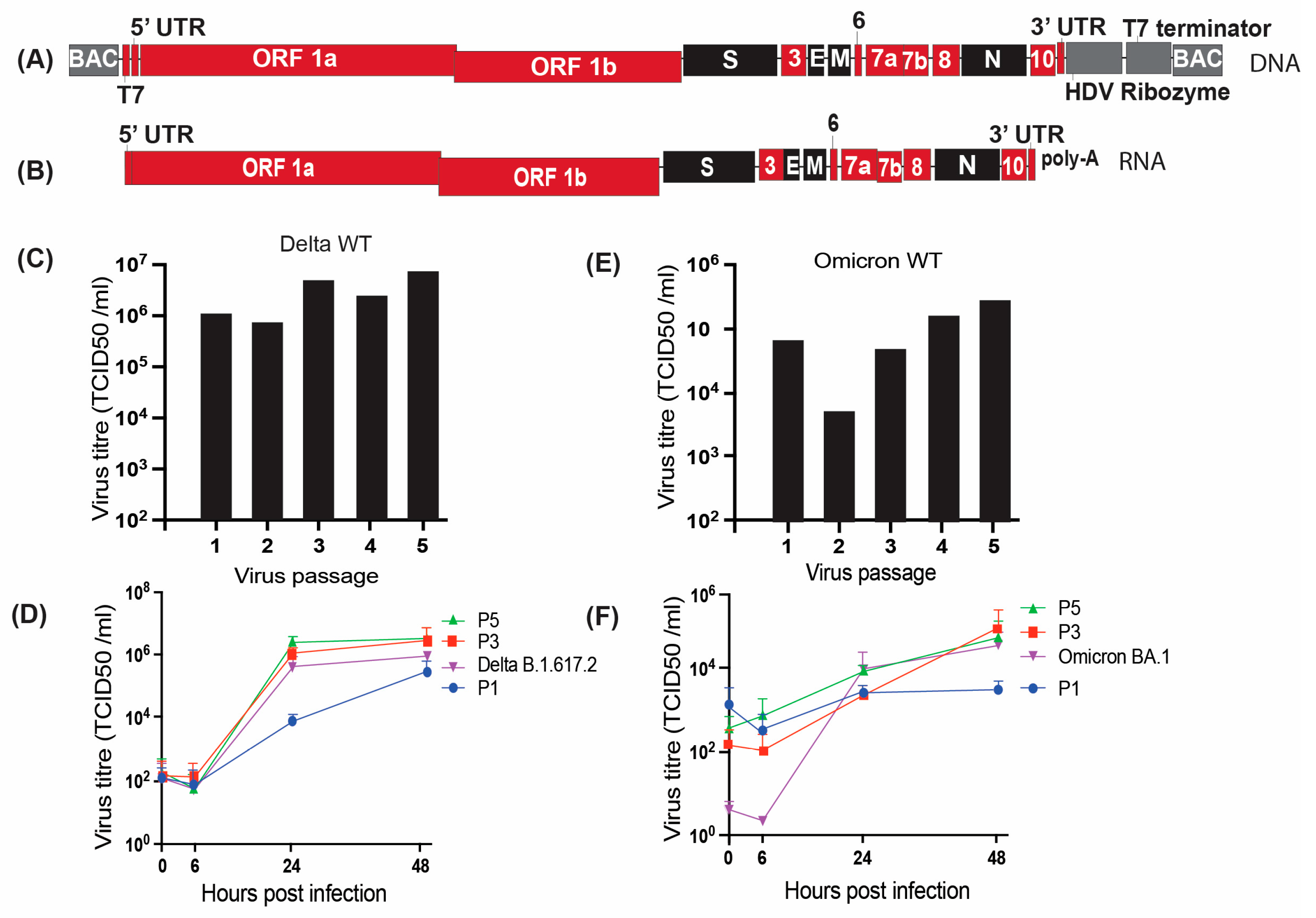 Viruses 18 00044 g002