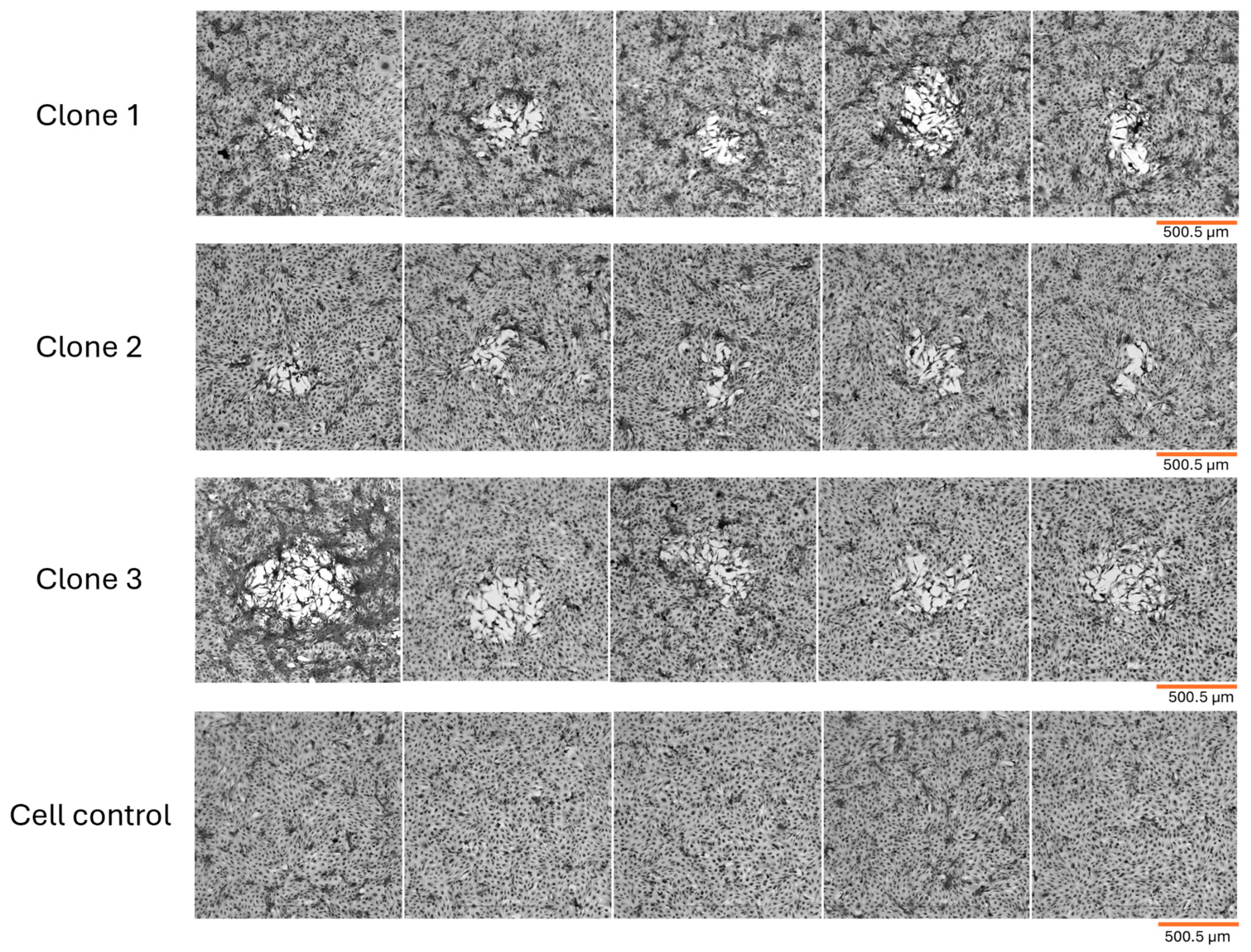 Viruses 18 00062 g001