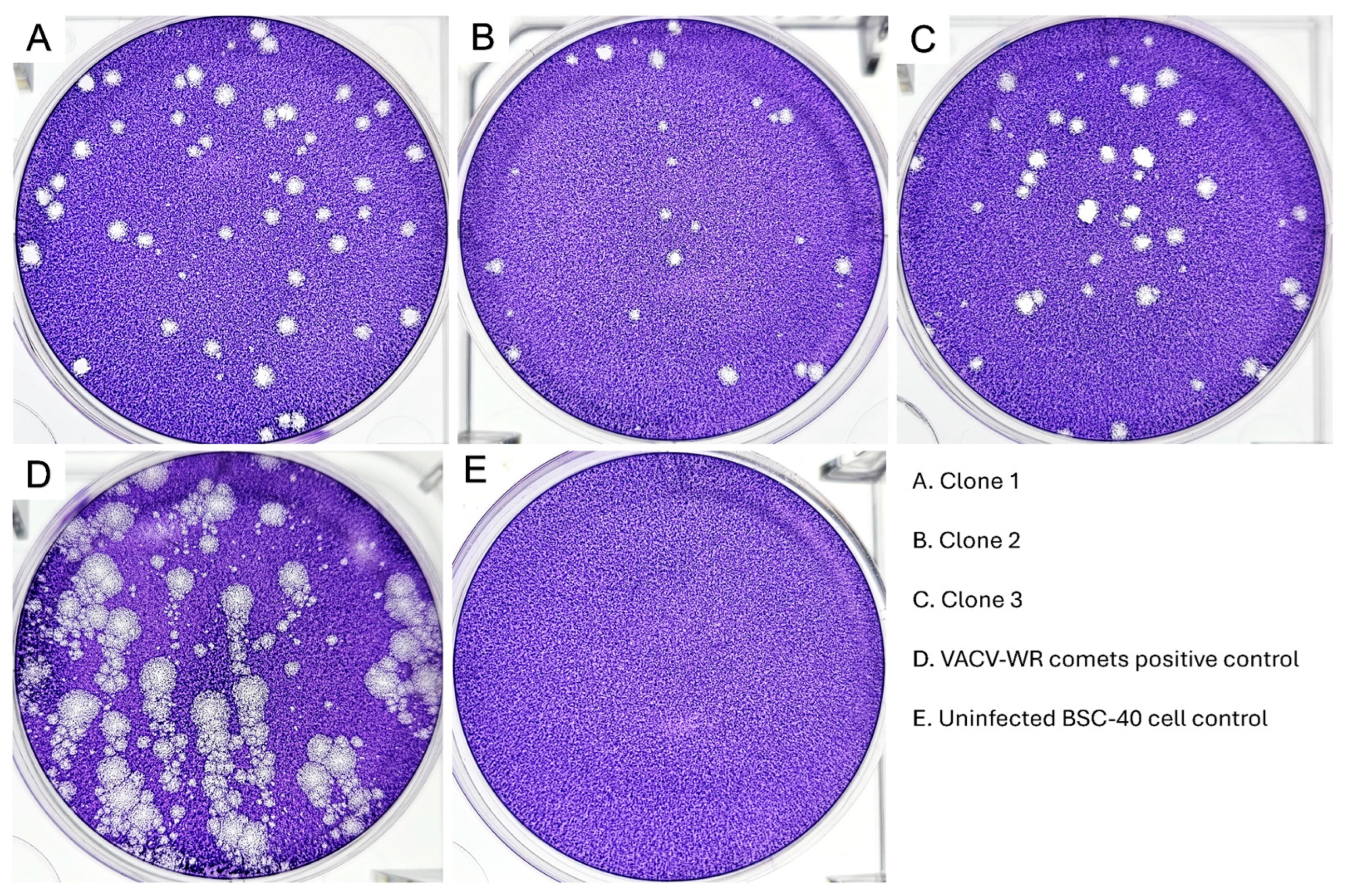 Viruses 18 00062 g002