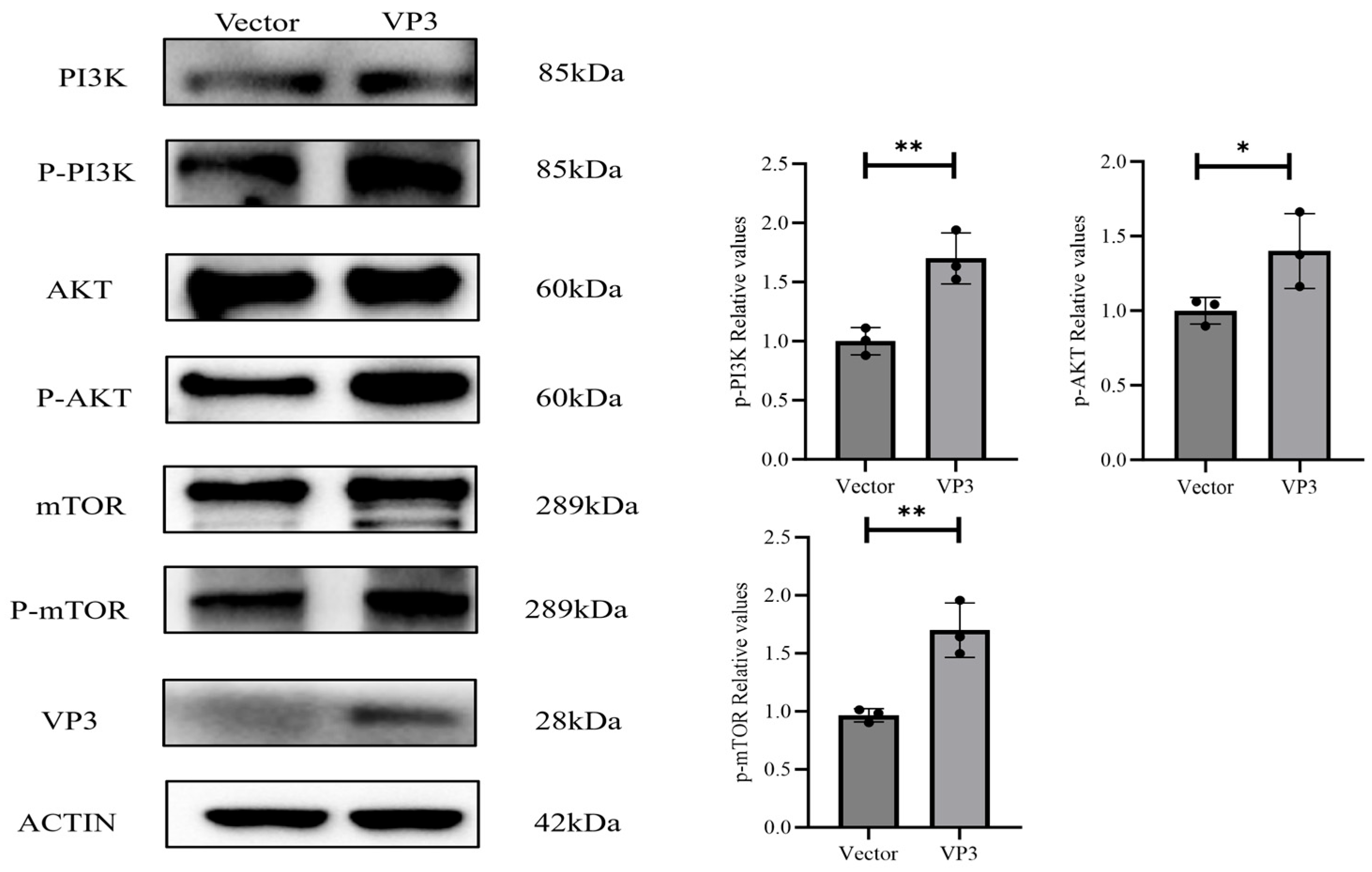 Viruses 18 00066 g002 Viruses 18 00066 g002