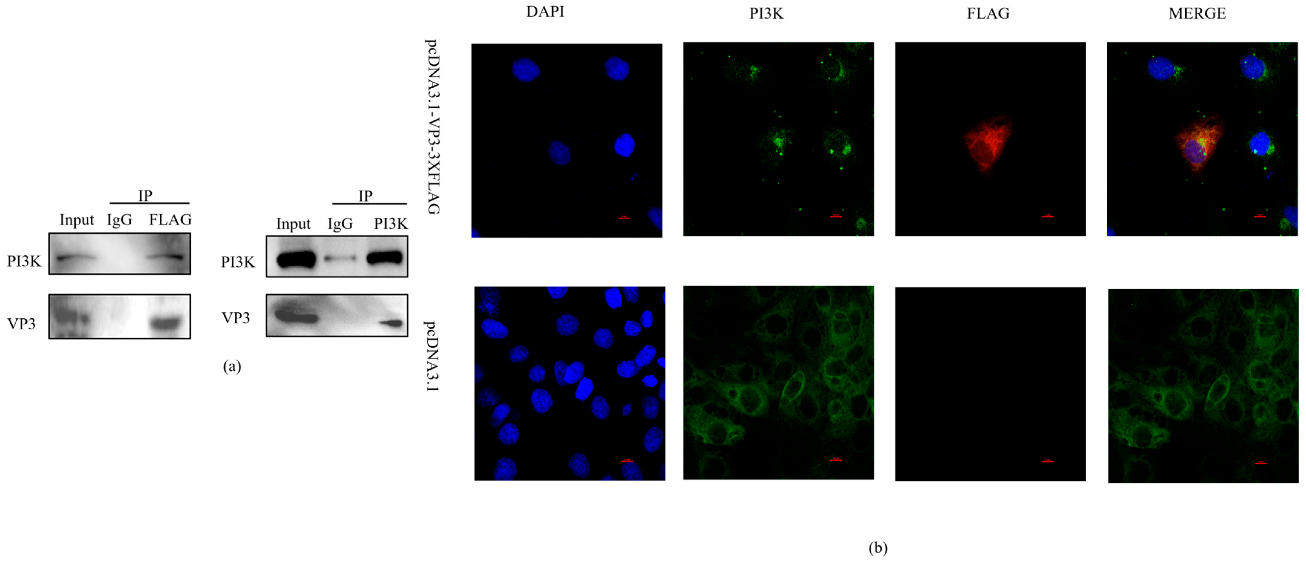 Viruses 18 00066 g004 Viruses 18 00066 g004