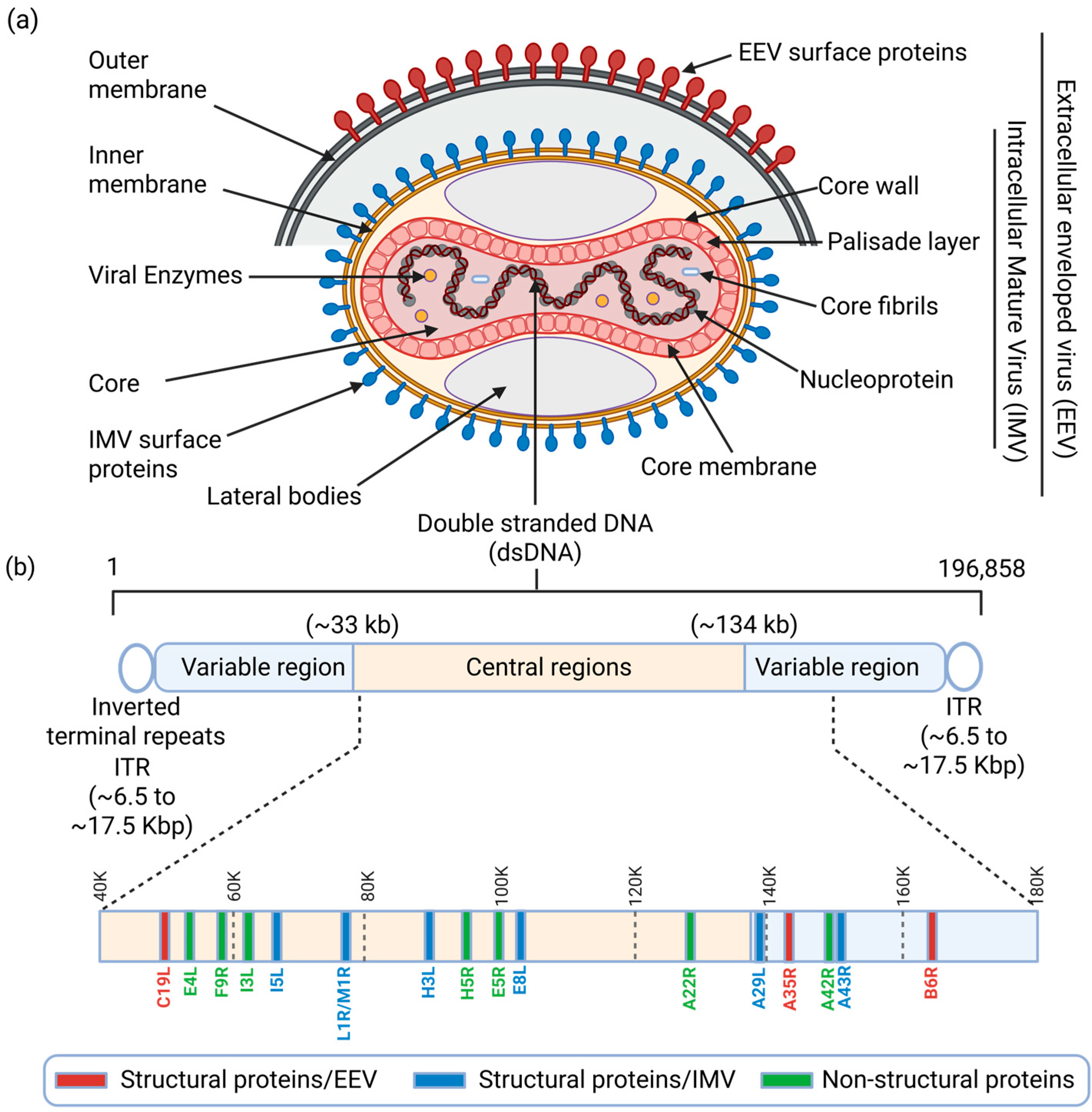 Viruses 18 00069 g001 Viruses 18 00069 g001