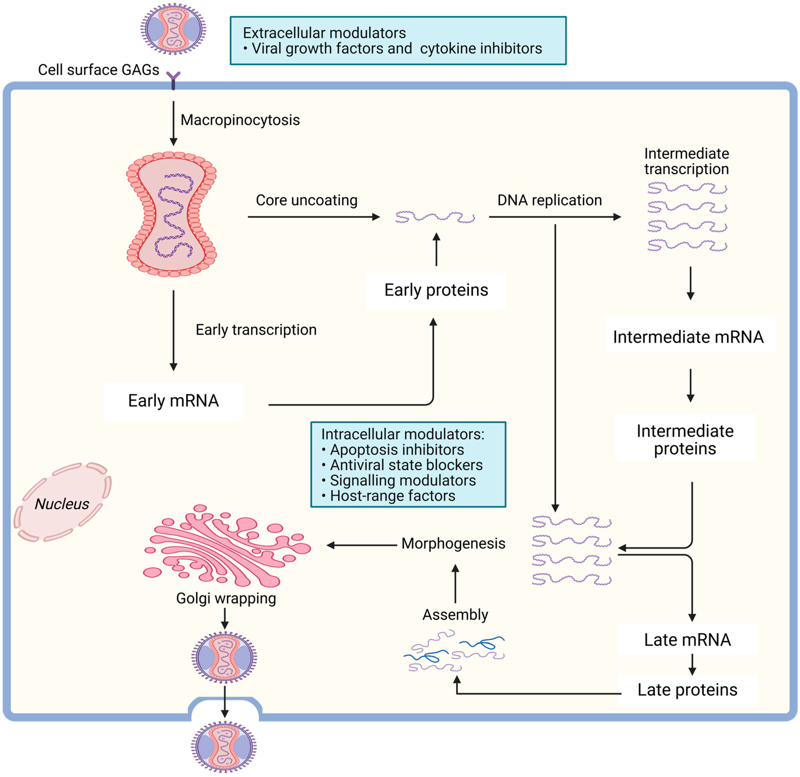 Viruses 18 00069 g003 Viruses 18 00069 g003
