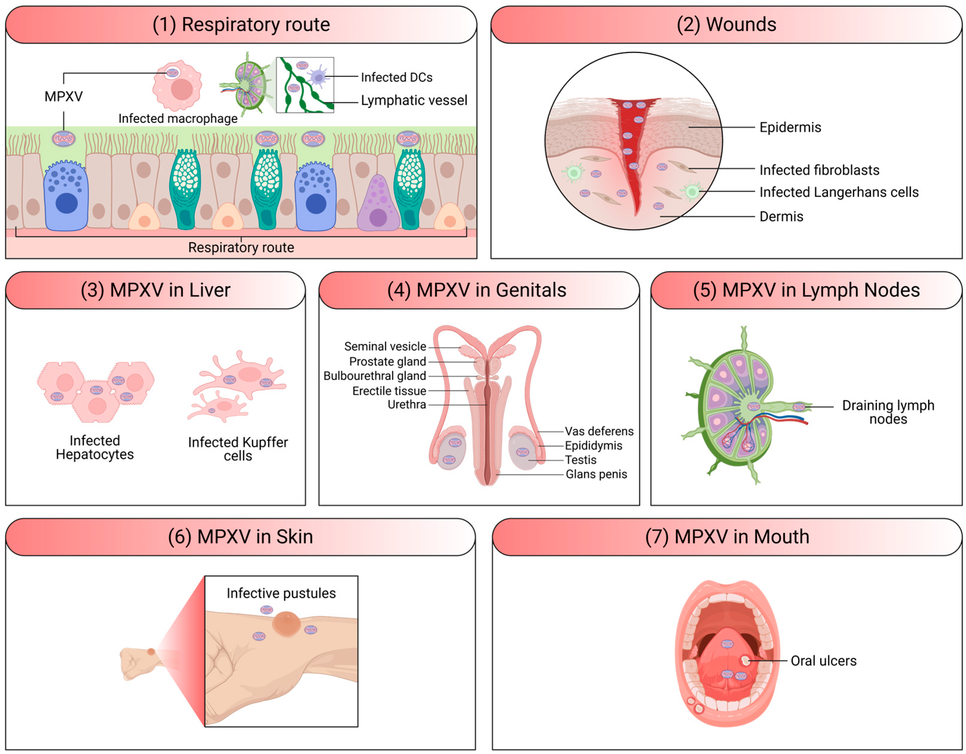 Viruses 18 00069 g005 Viruses 18 00069 g005