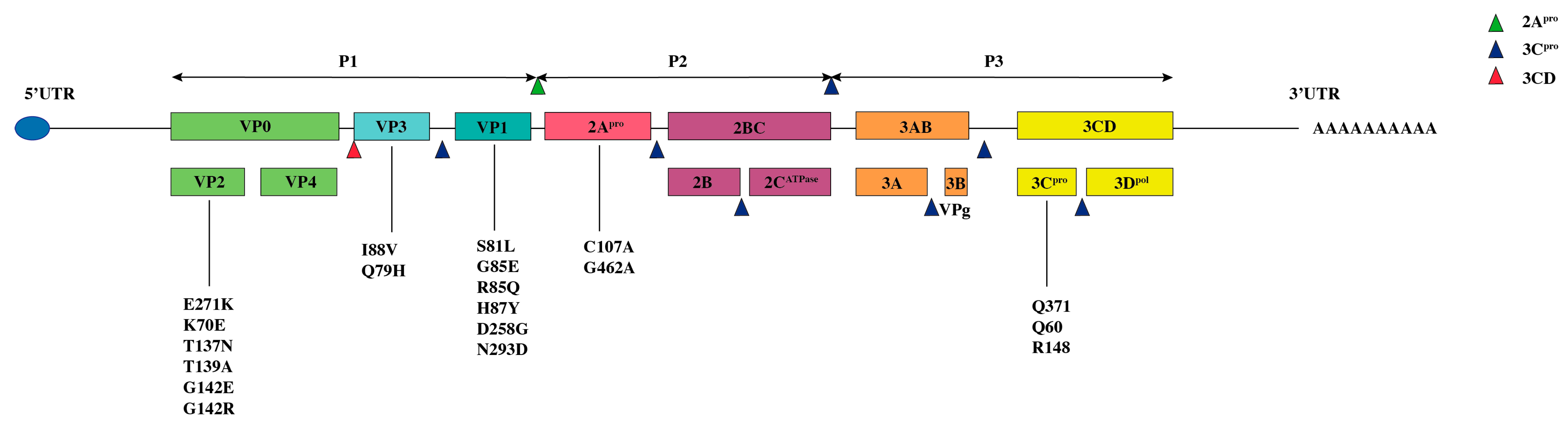 Viruses 18 00073 g002