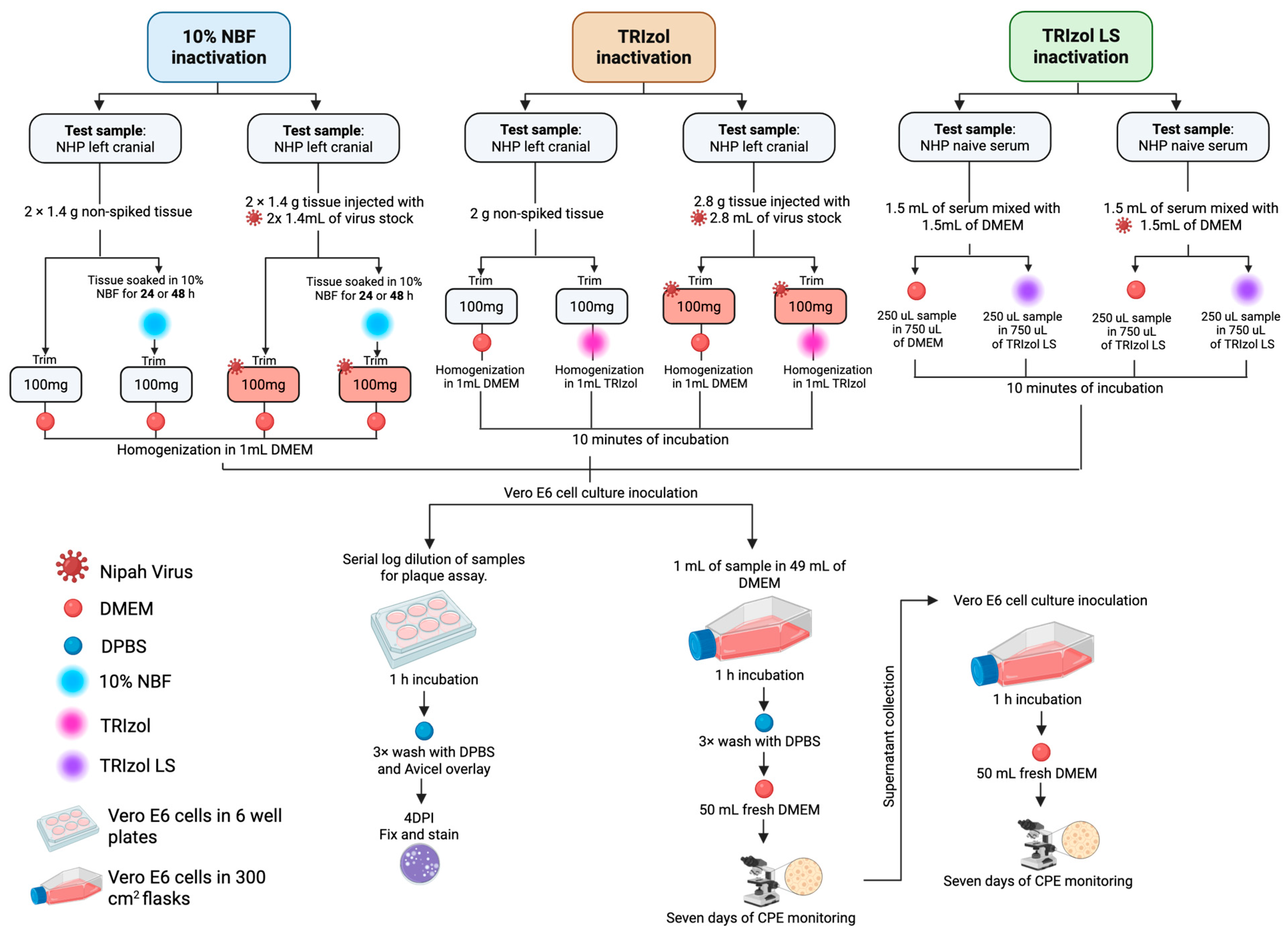 Viruses 18 00081 g002