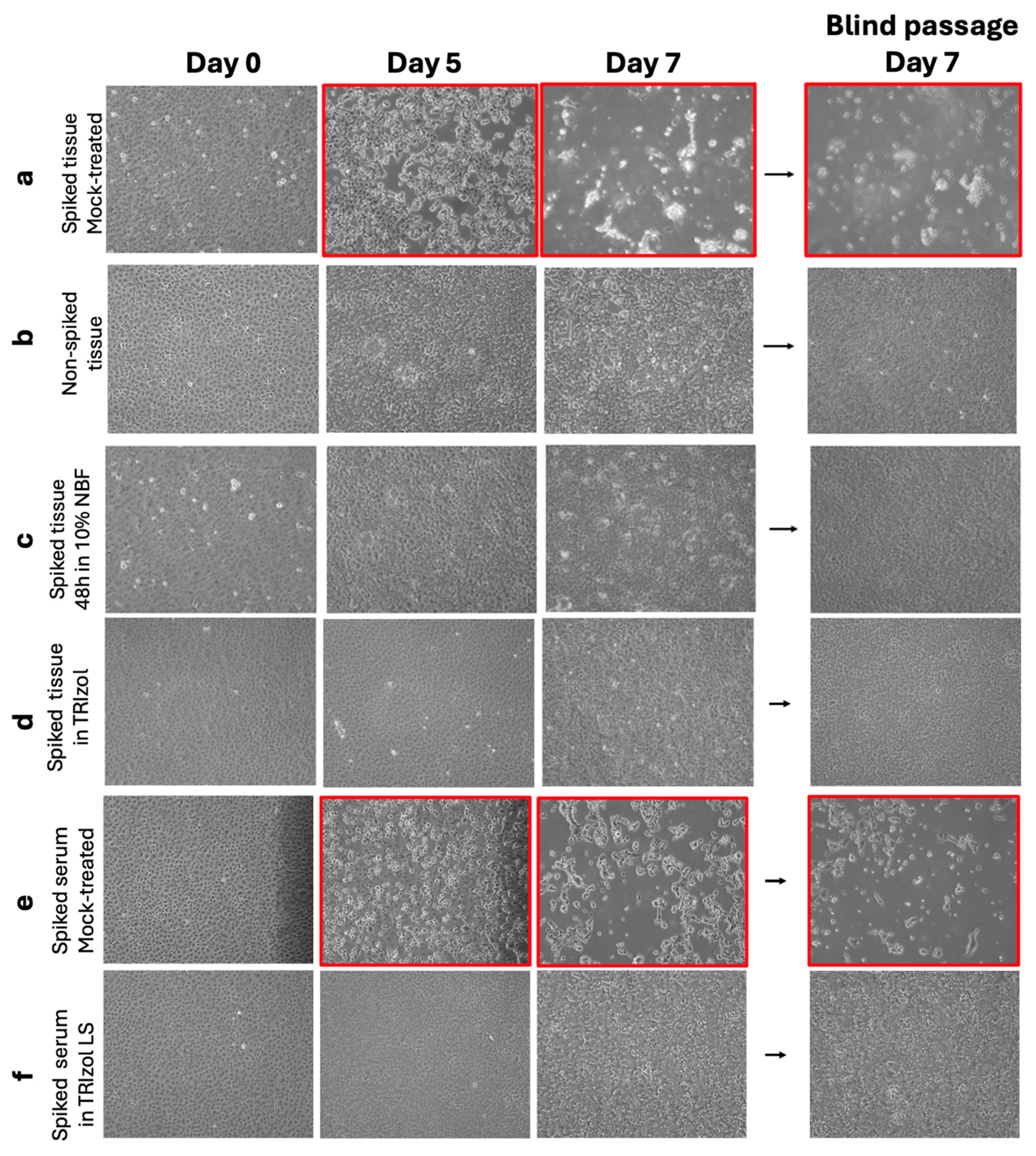 Viruses 18 00081 g006
