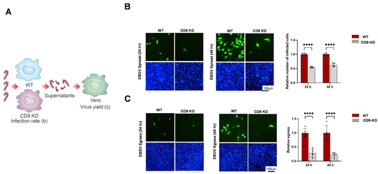 Tetraspanin CD9 Is a Positive Regulator of Filovirus Egress