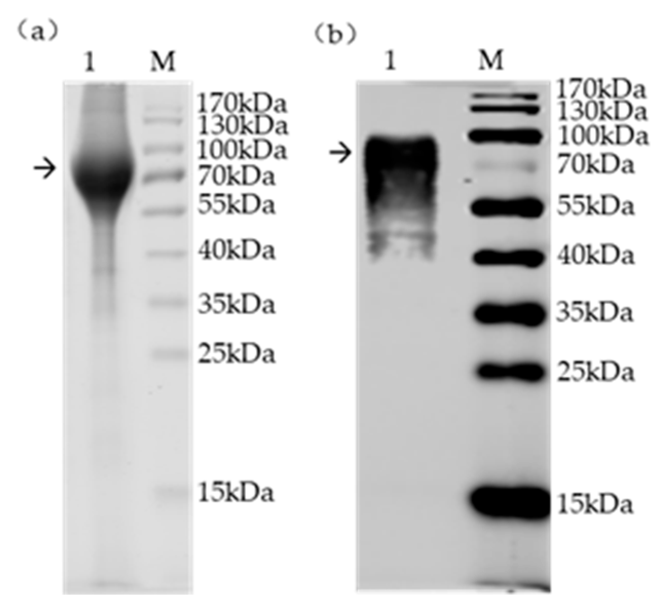 Viruses 18 00124 g001