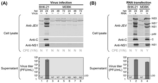 A Bovine Cell Line Resistant to Japanese Encephalitis Virus Entry