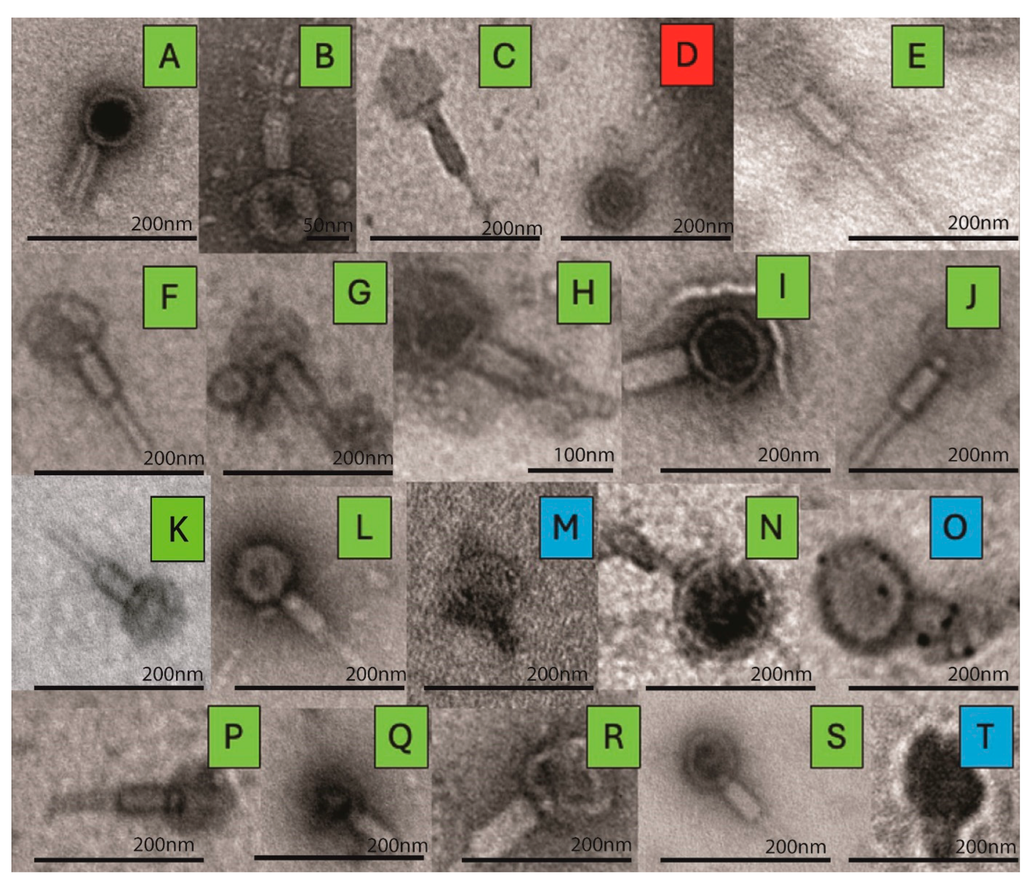 Viruses 18 00179 g002 Viruses 18 00179 g002