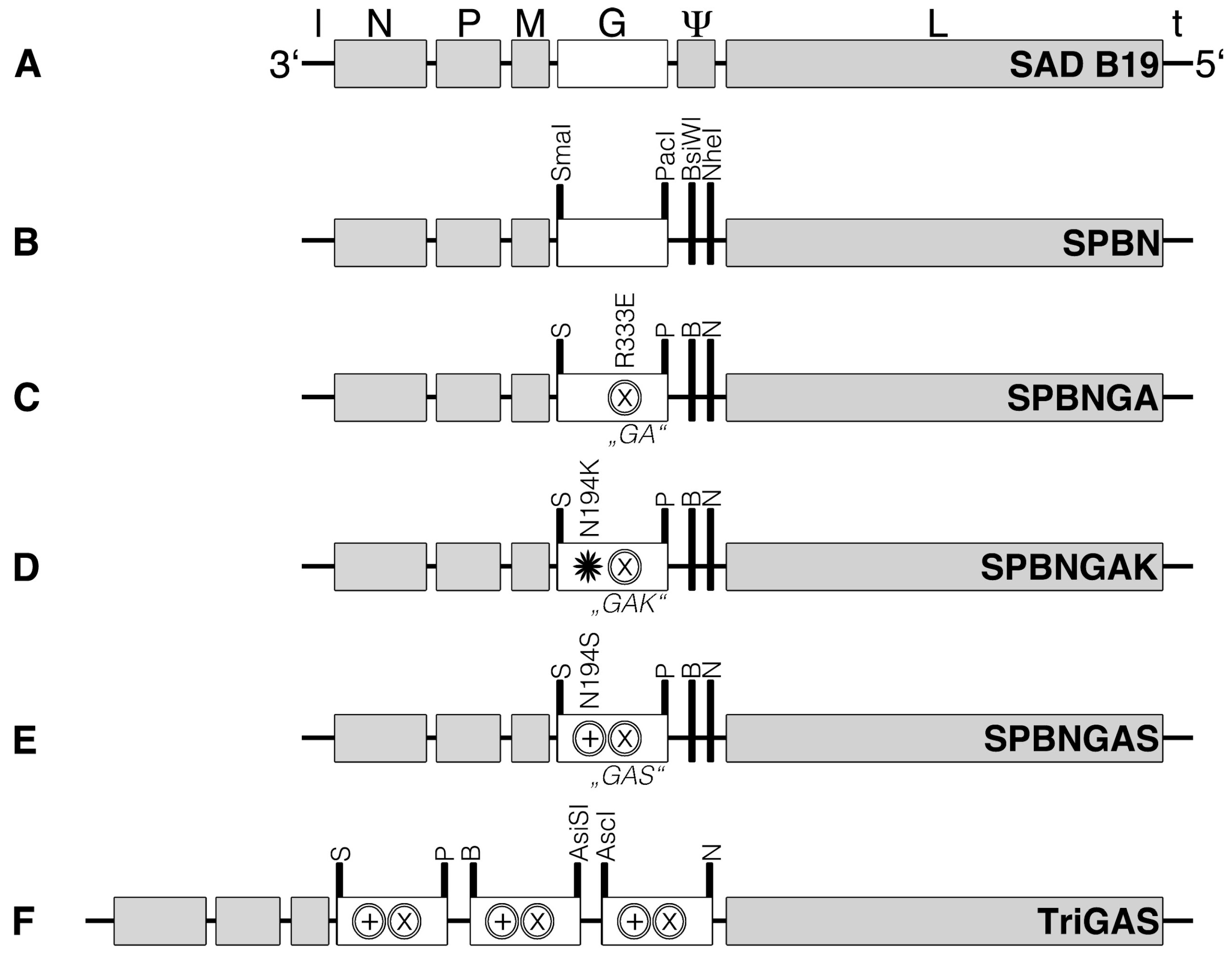 Viruses 18 00181 g001 Viruses 18 00181 g001