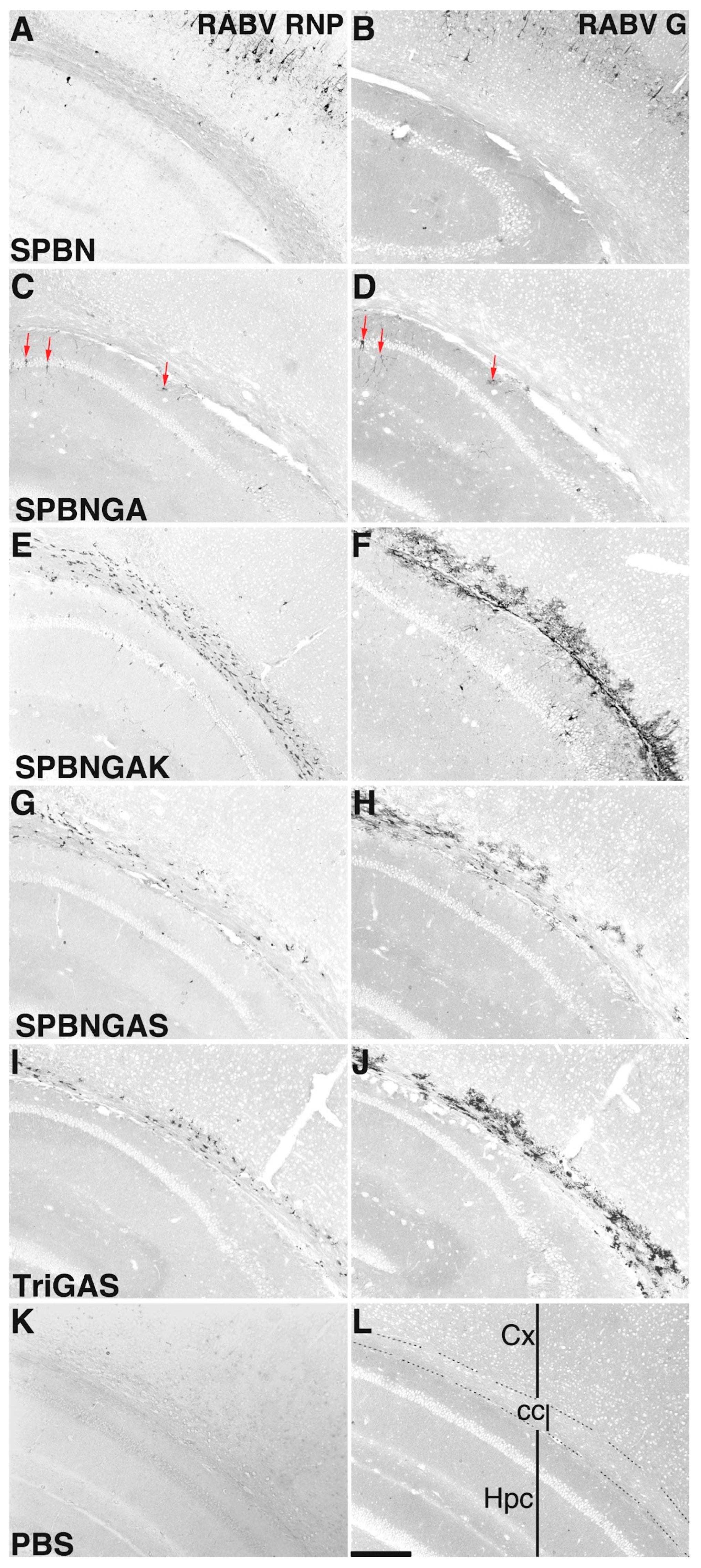 Viruses 18 00181 g002 Viruses 18 00181 g002