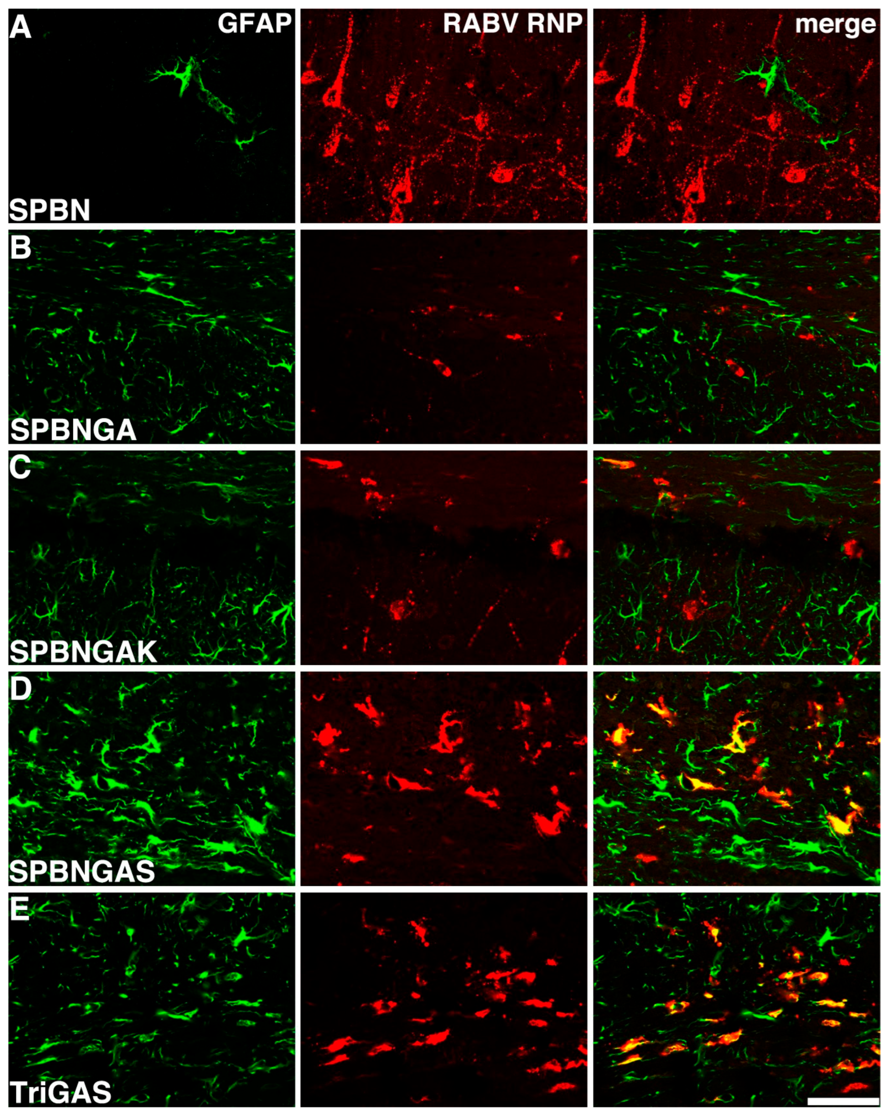 Viruses 18 00181 g003 Viruses 18 00181 g003