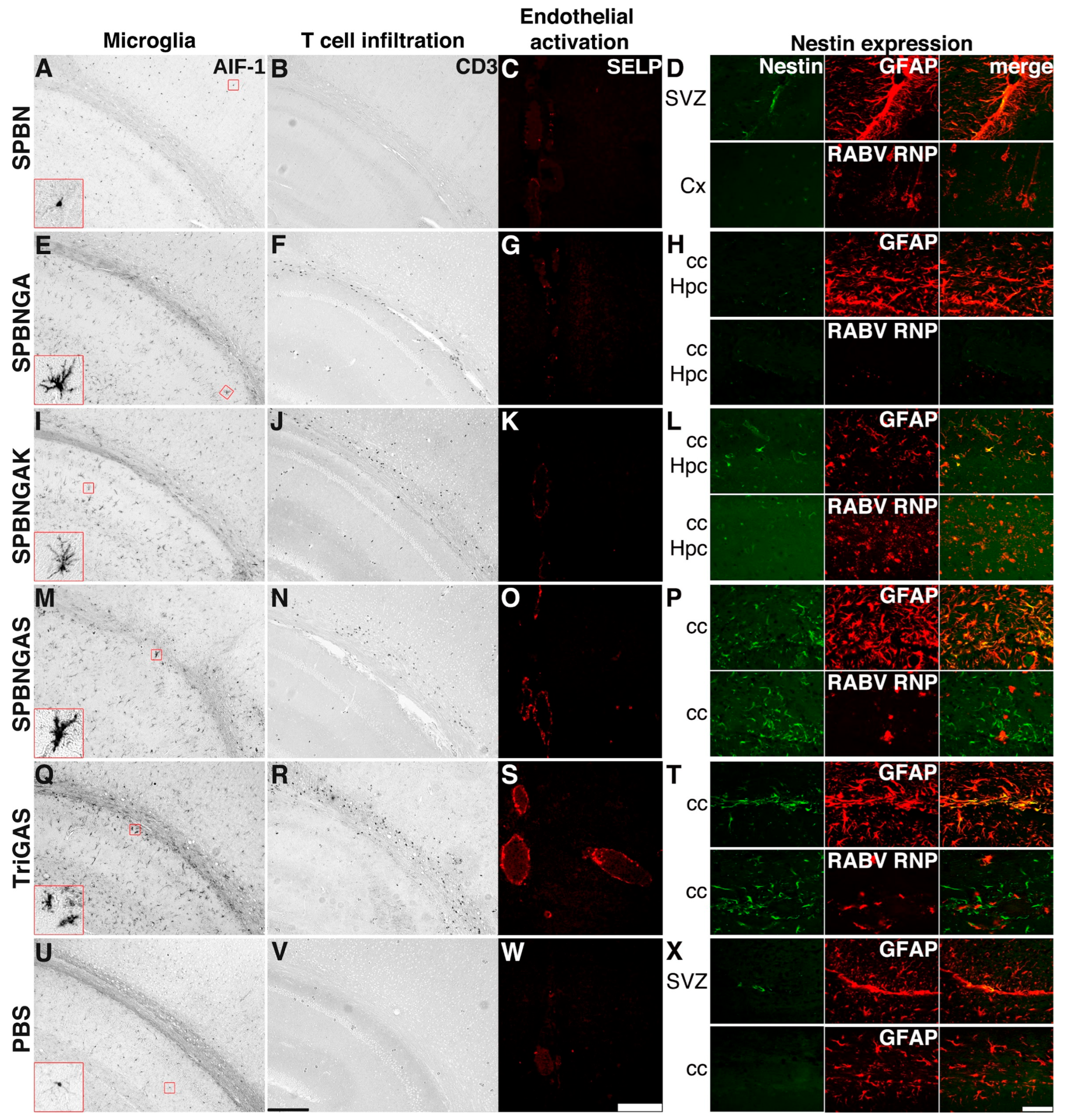 Viruses 18 00181 g004 Viruses 18 00181 g004