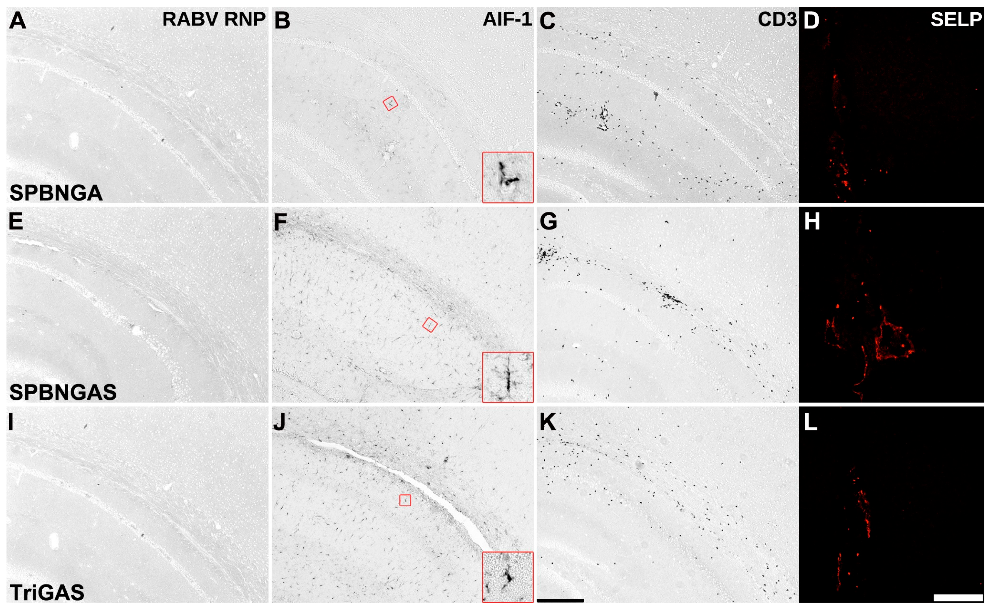 Viruses 18 00181 g005 Viruses 18 00181 g005