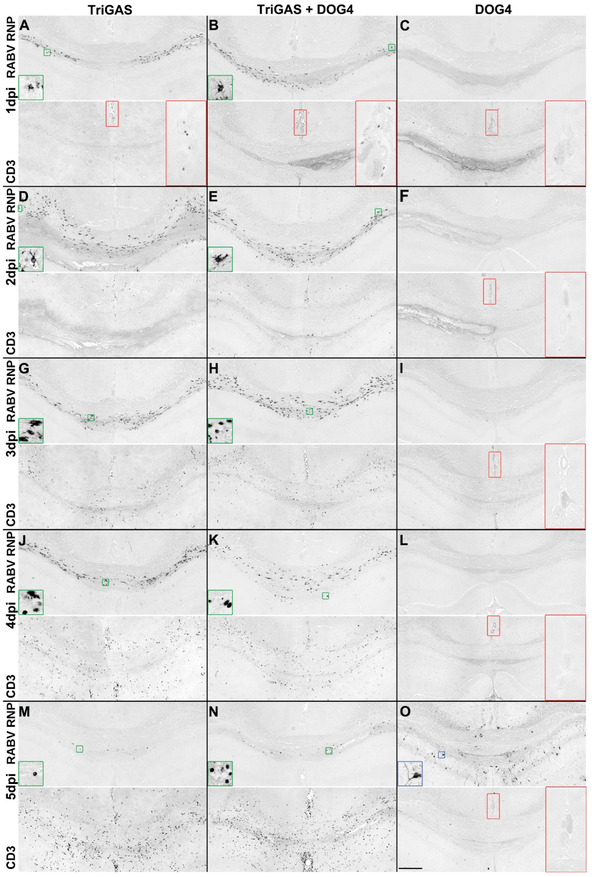 Viruses 18 00181 g006 Viruses 18 00181 g006