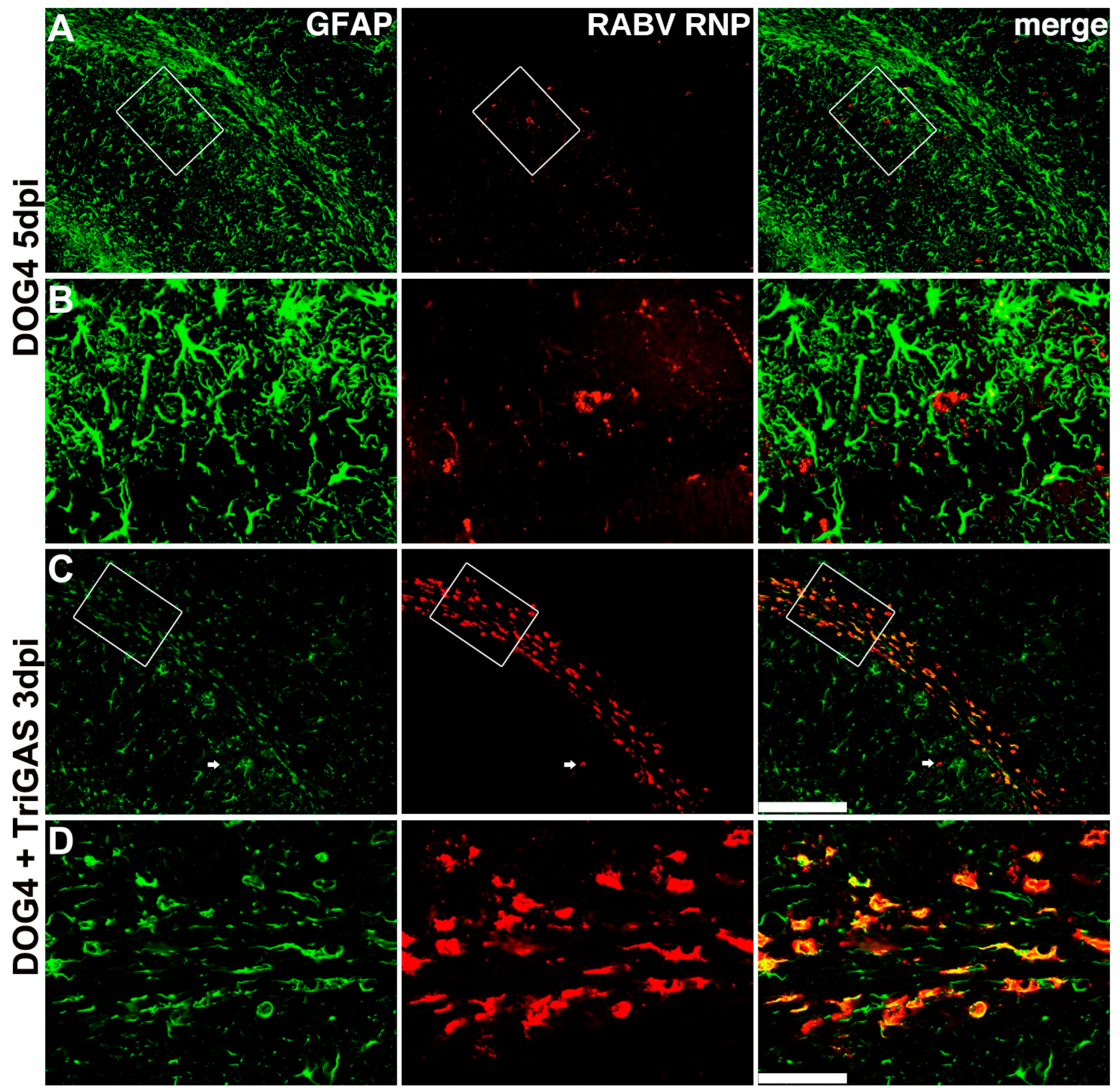 Viruses 18 00181 g007 Viruses 18 00181 g007