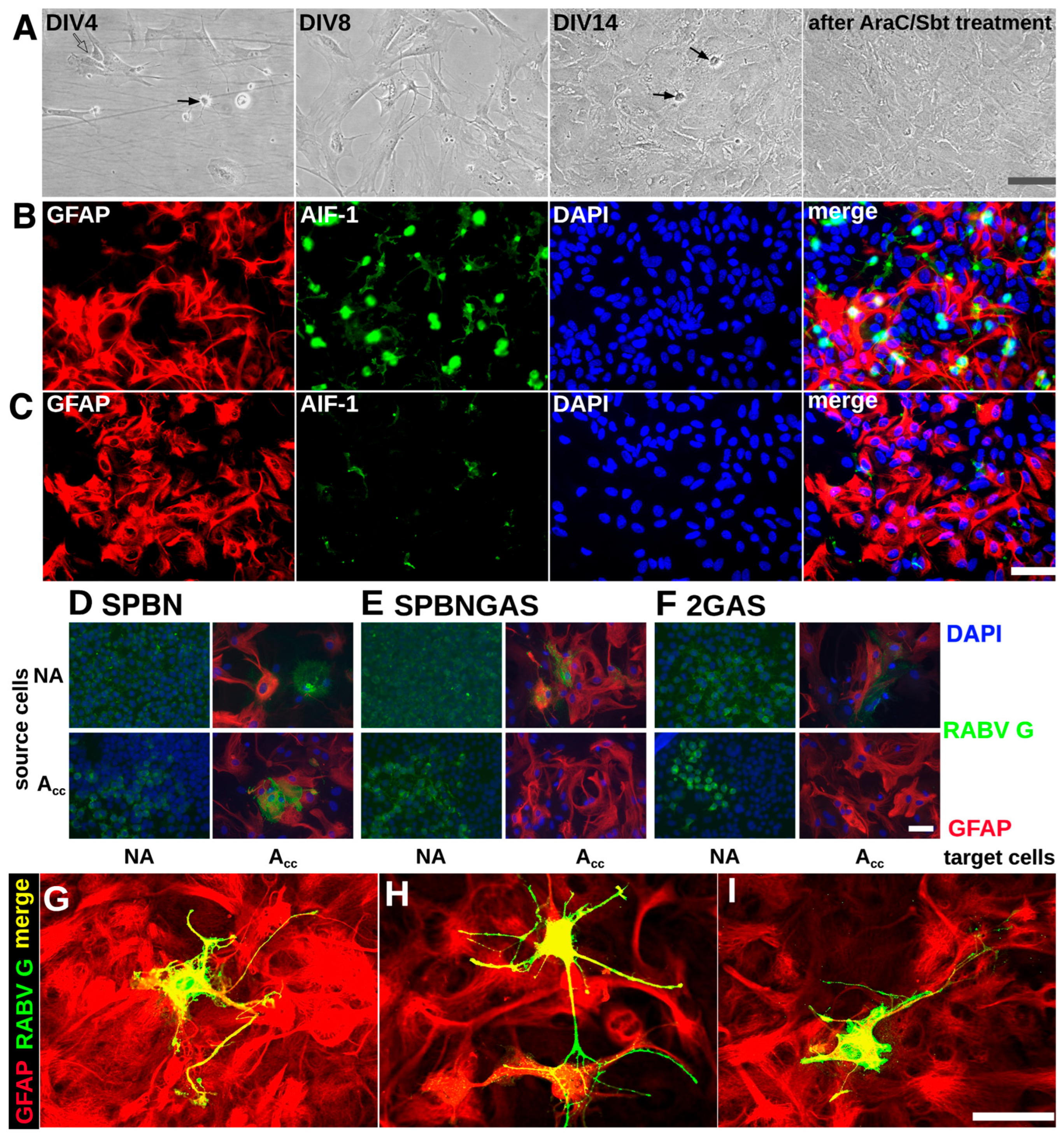 Viruses 18 00181 g0a2 Viruses 18 00181 g0a2