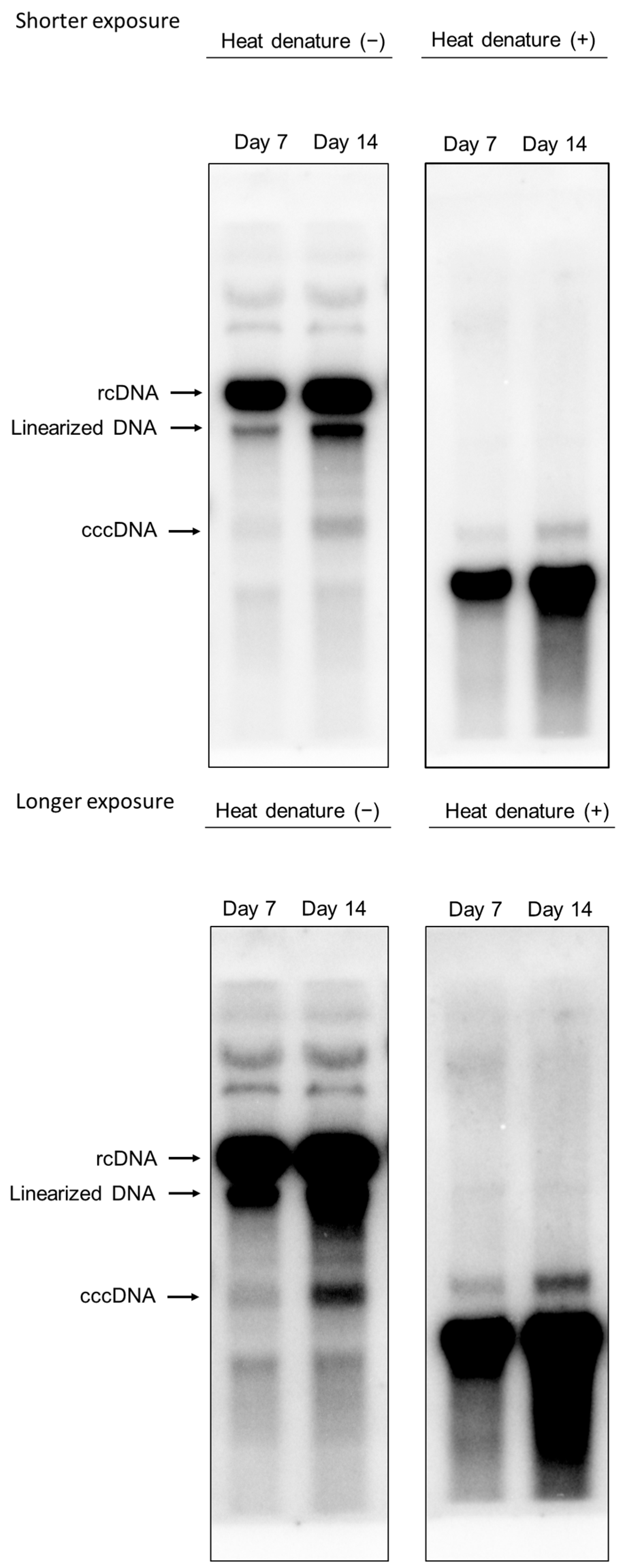 Viruses 18 00187 g005