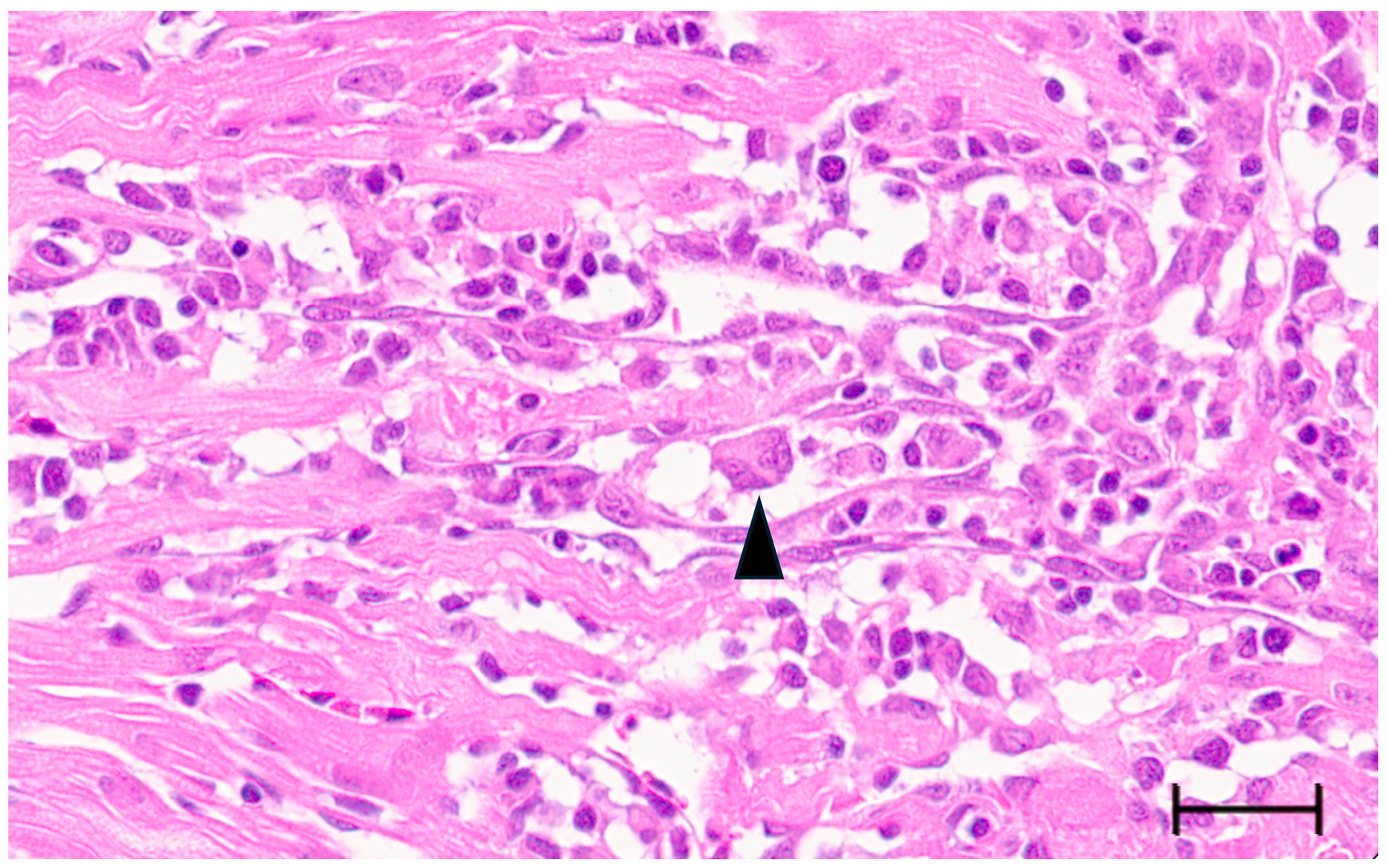 Viruses 18 00193 g003