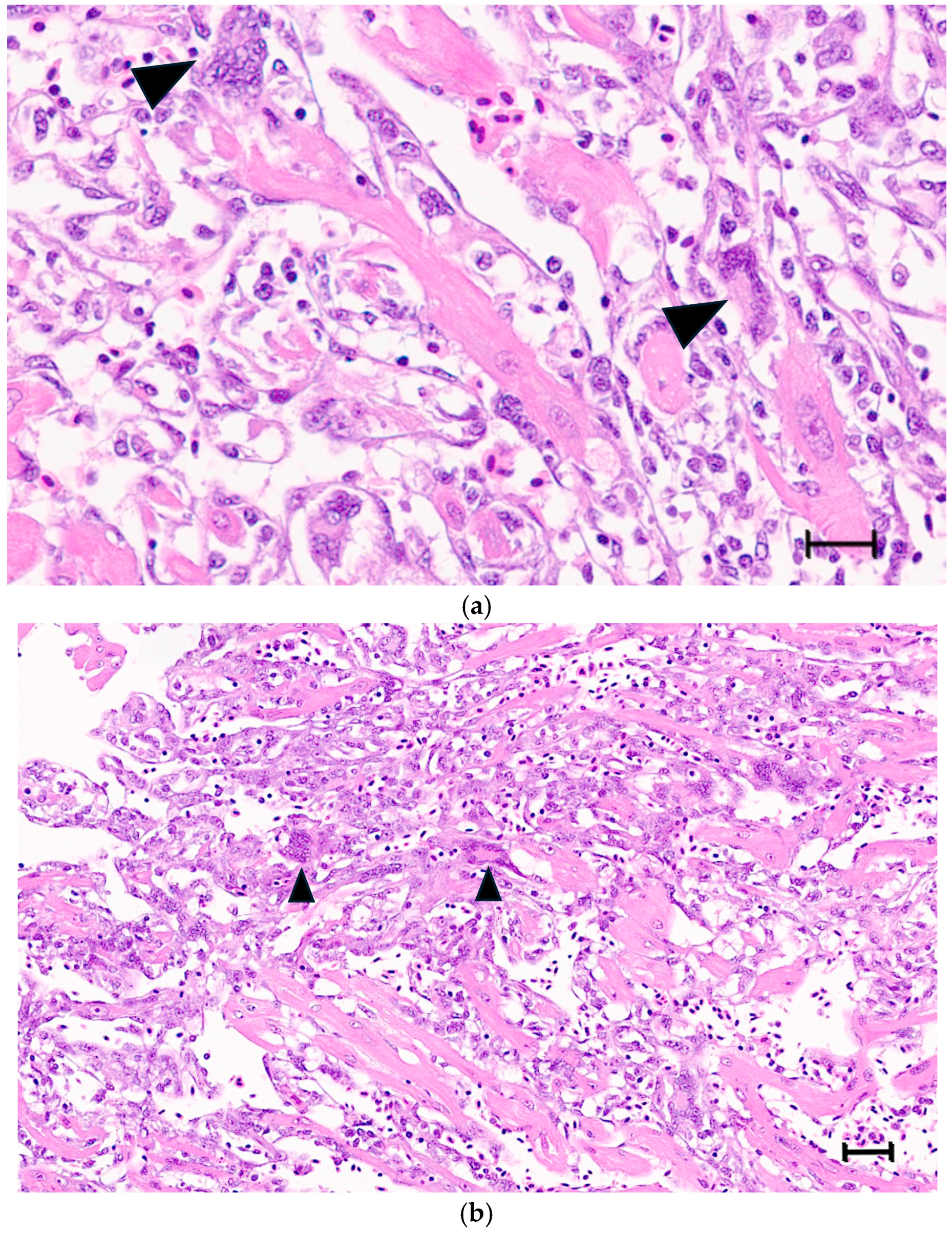Viruses 18 00193 g004