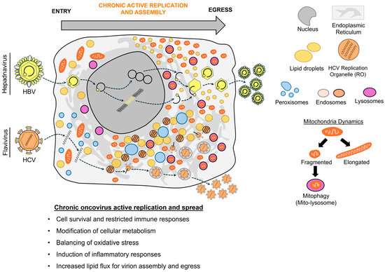 Remodeling of Metabolic and Secretory Organelles During Oncogenic