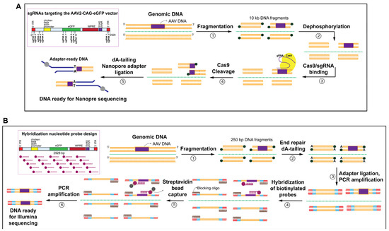 Development of a Novel Method to Detect AAV Vector Integration