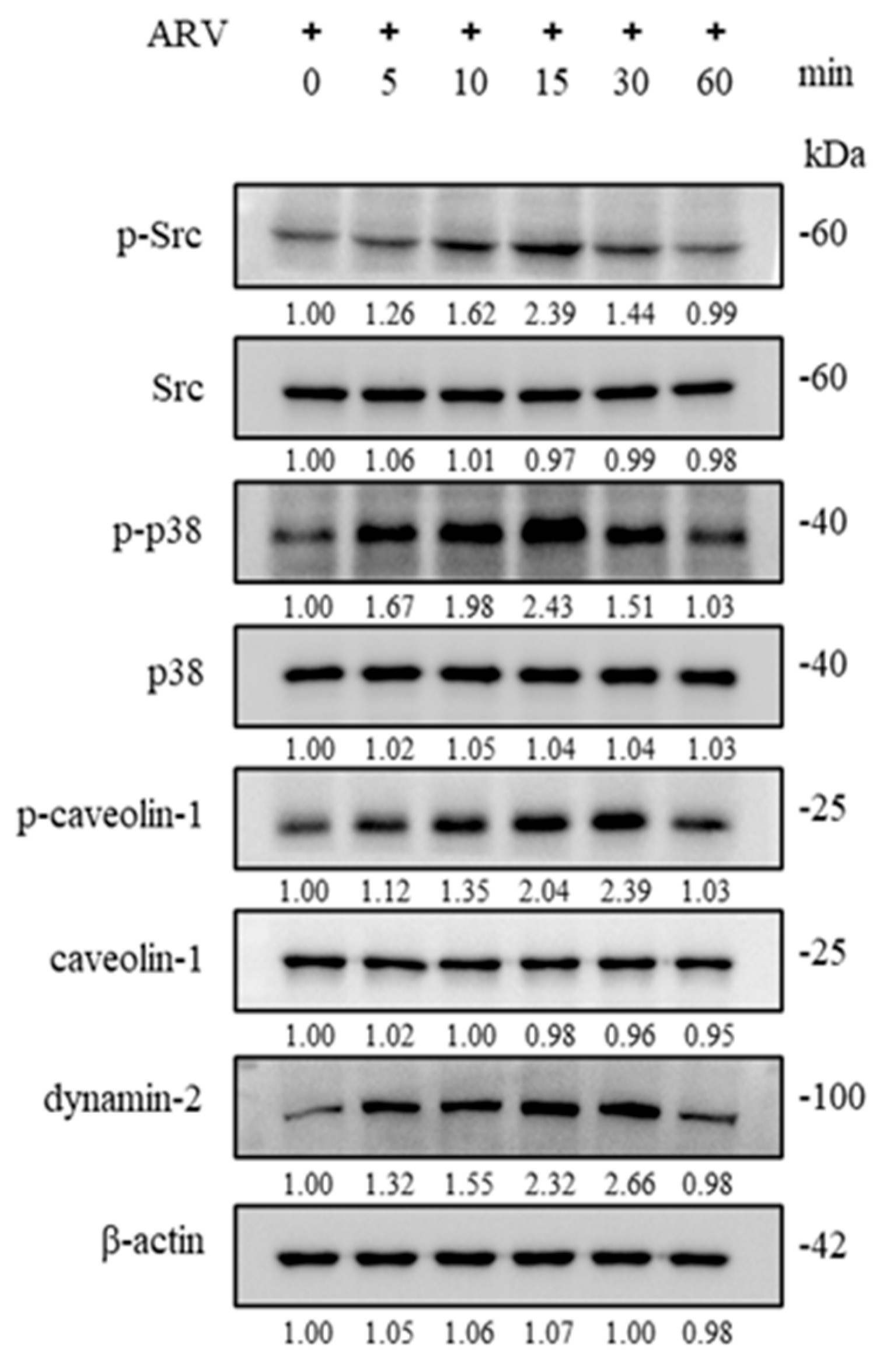 Viruses 18 00350 g005
