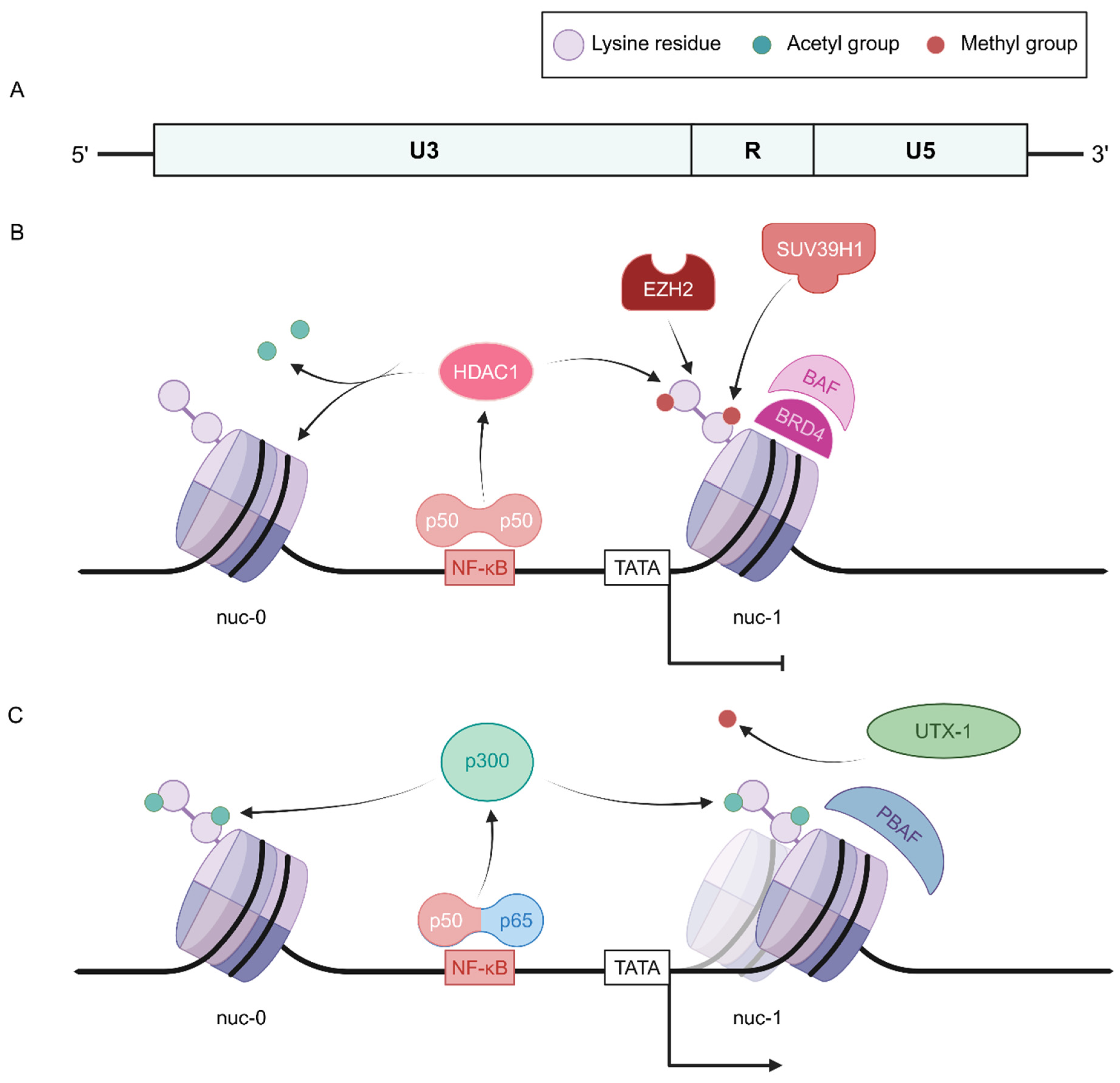 Breaking into HIV-1's Epigenetic Vault: Cure Strategies to