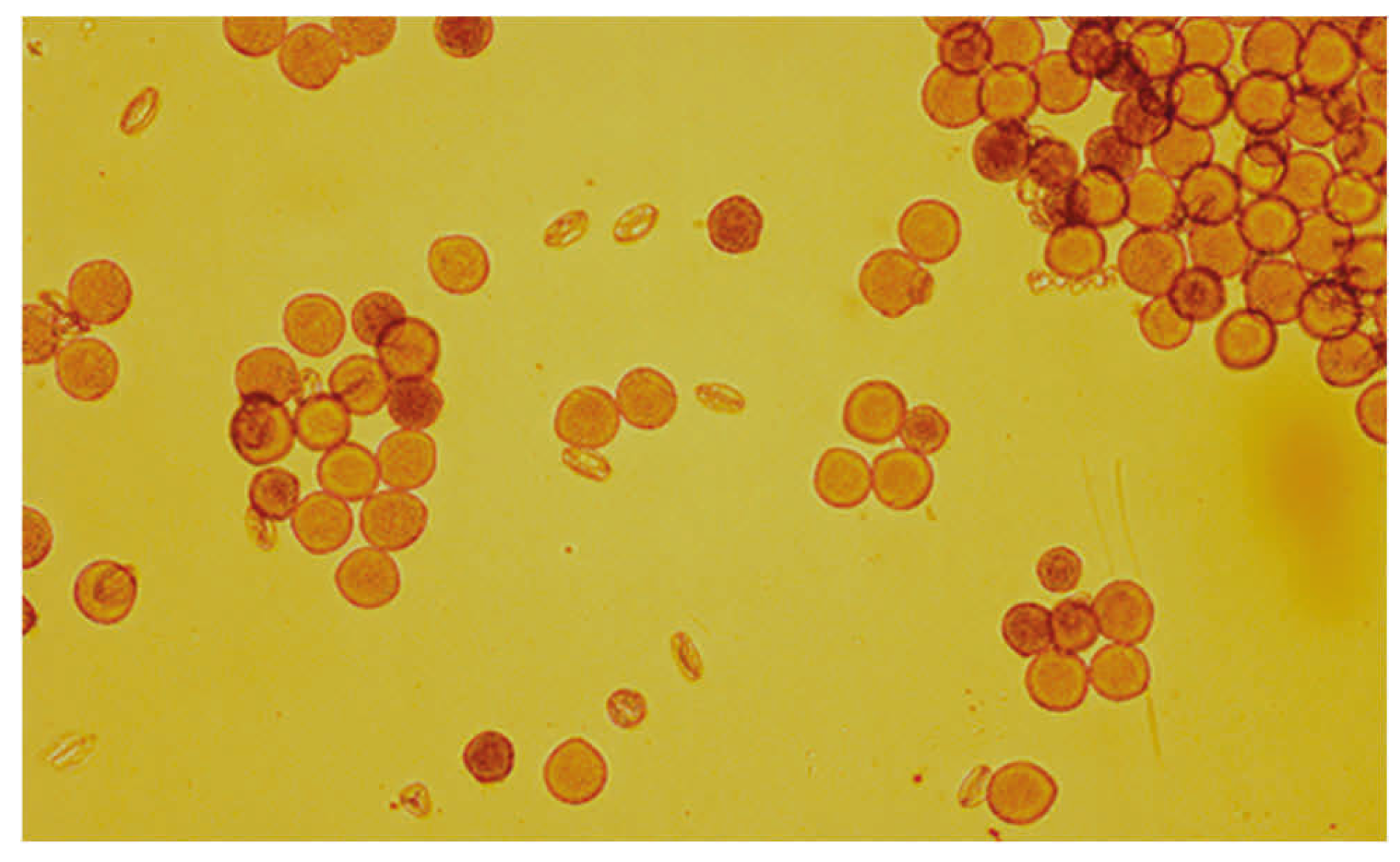Viruses 18 00408 g001