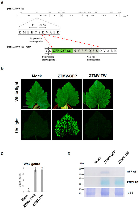 Generation of Zucchini Tigre Mosaic Virus Mild Strains for