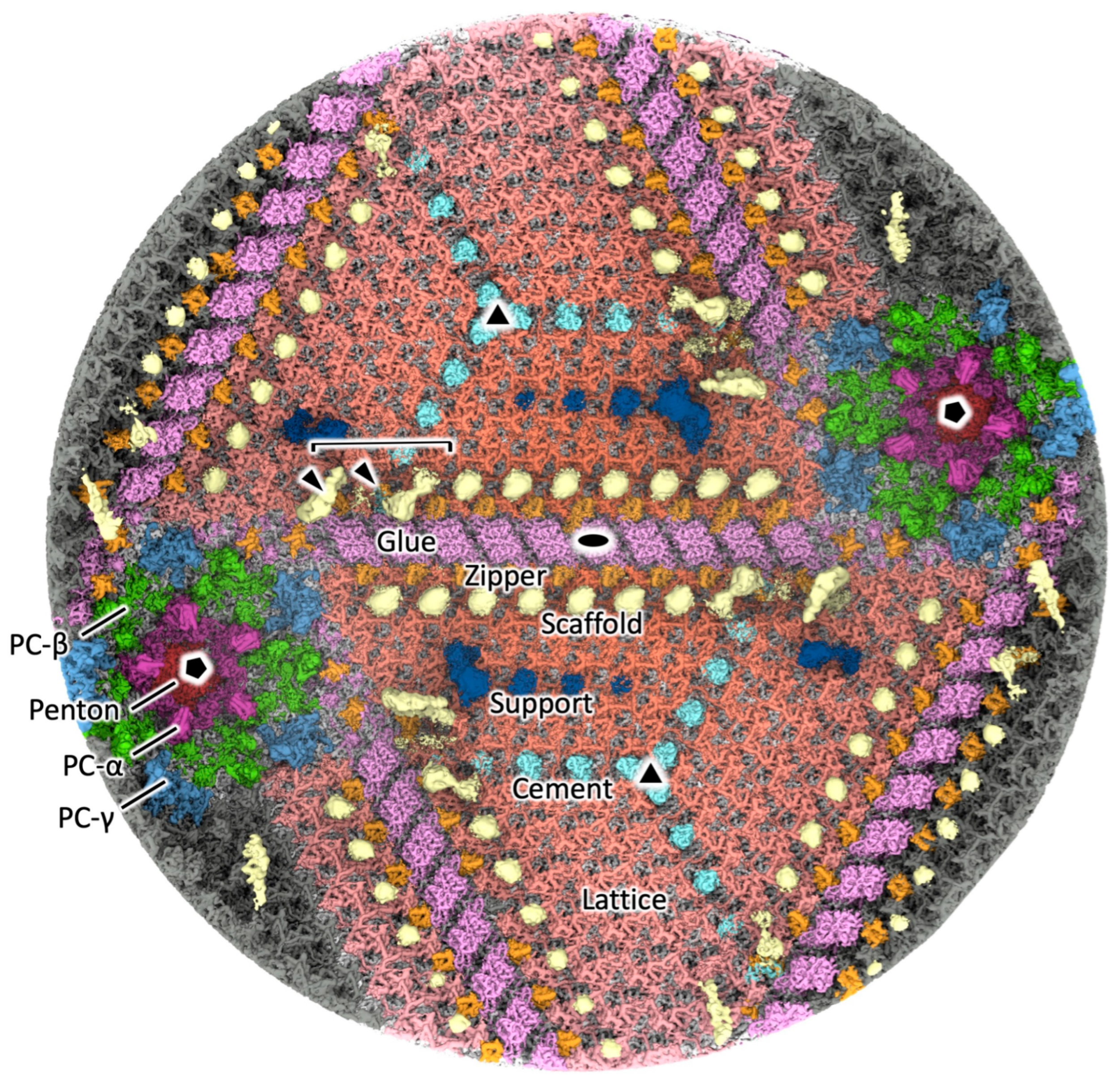 Viruses 18 00433 g002 Viruses 18 00433 g002