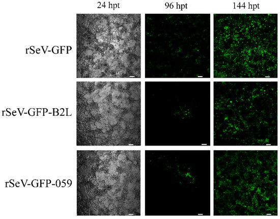 In Vitro Antiviral Properties of Two Recombinant Sendai Virus