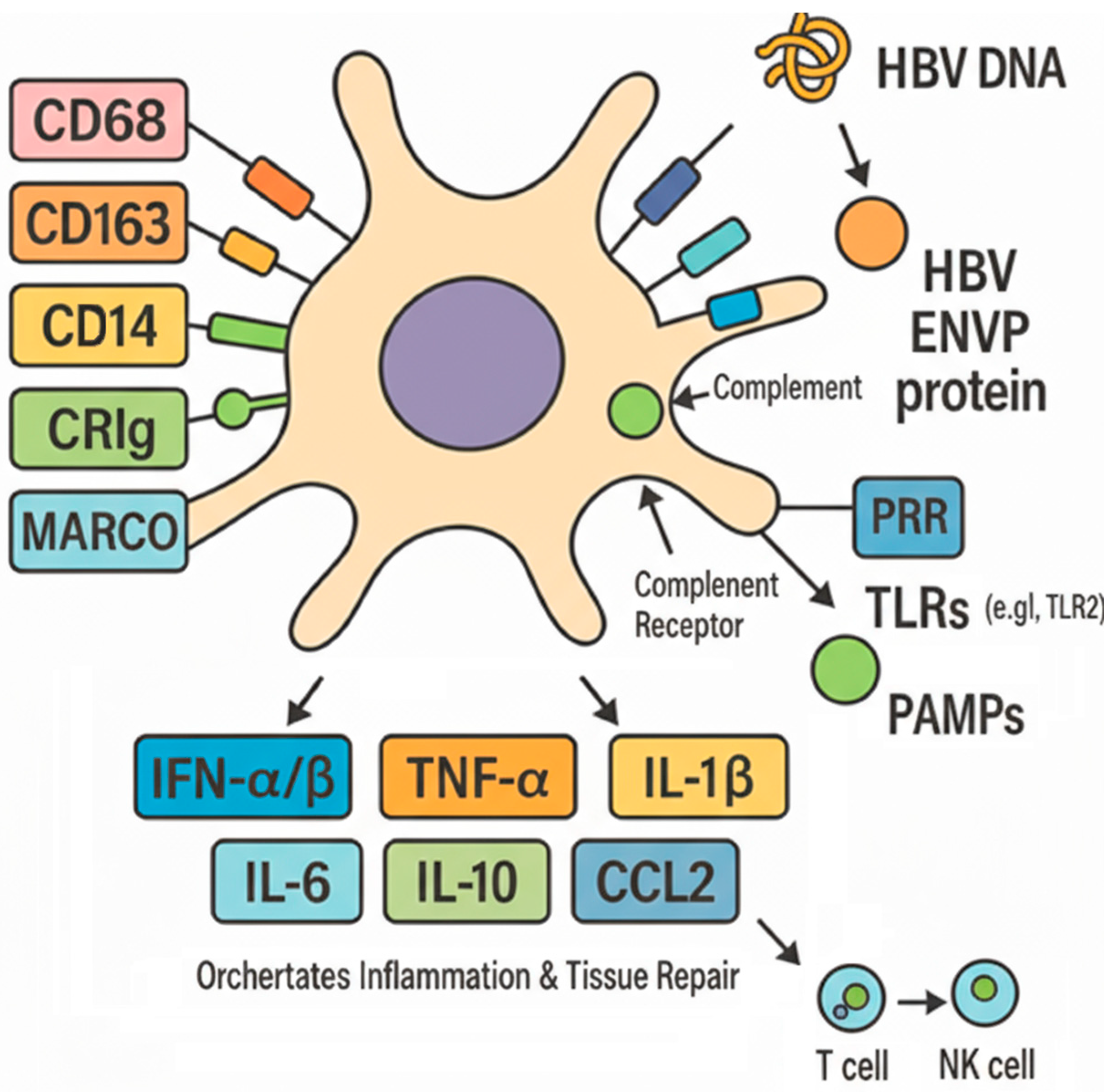 The Key Role of Complement Receptor CRIg in Kupffer Cell-Mediated Liver ...